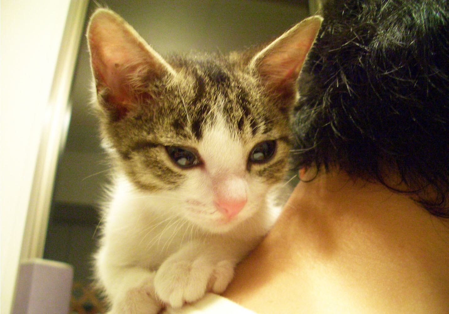 猫 ポストカード The Cat who....ちびの来た日 10x14.8センチ(cm)官製はがきサイズ 猫写真 はがき ねこ葉書 ネコハガキ Postcard アイとちび アイシス