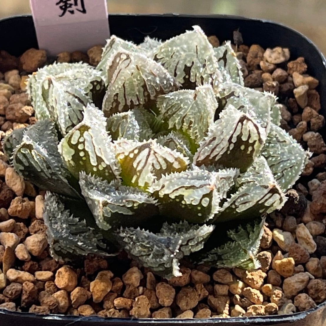 ハオルチア B型コンプトミュータント錦① | mocono_plants