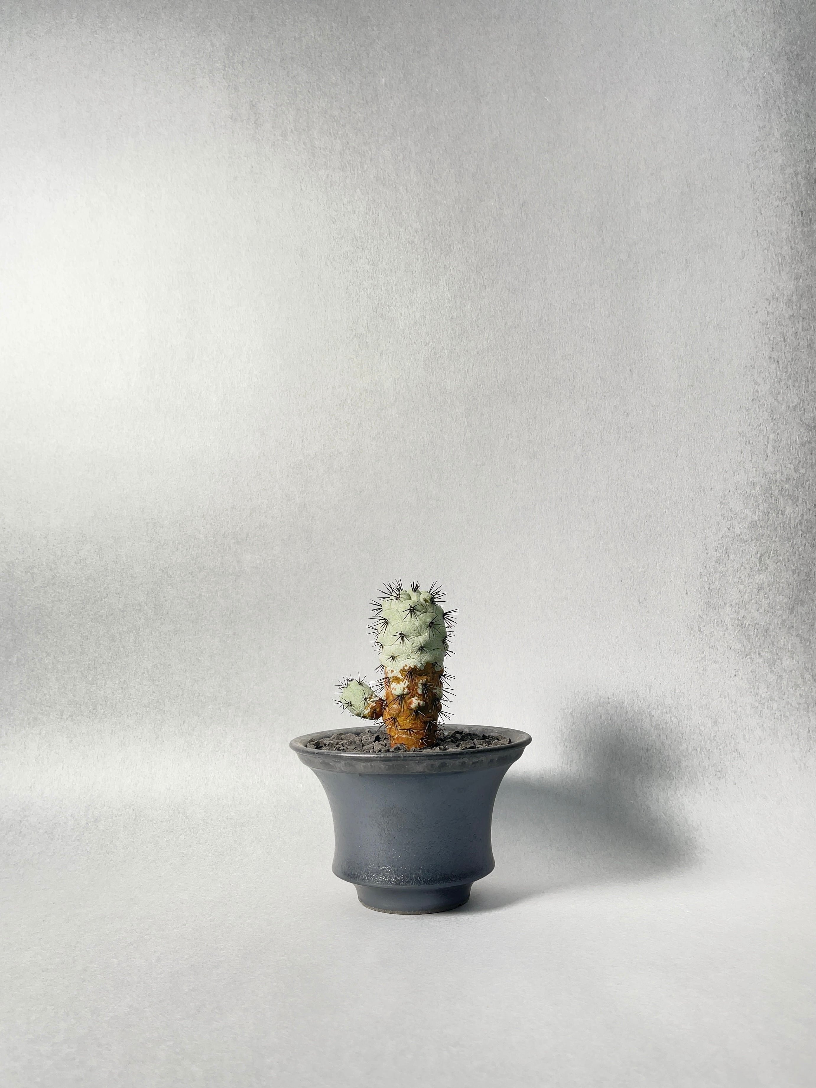 オルテゴカクタス・マクドガリー | trigger