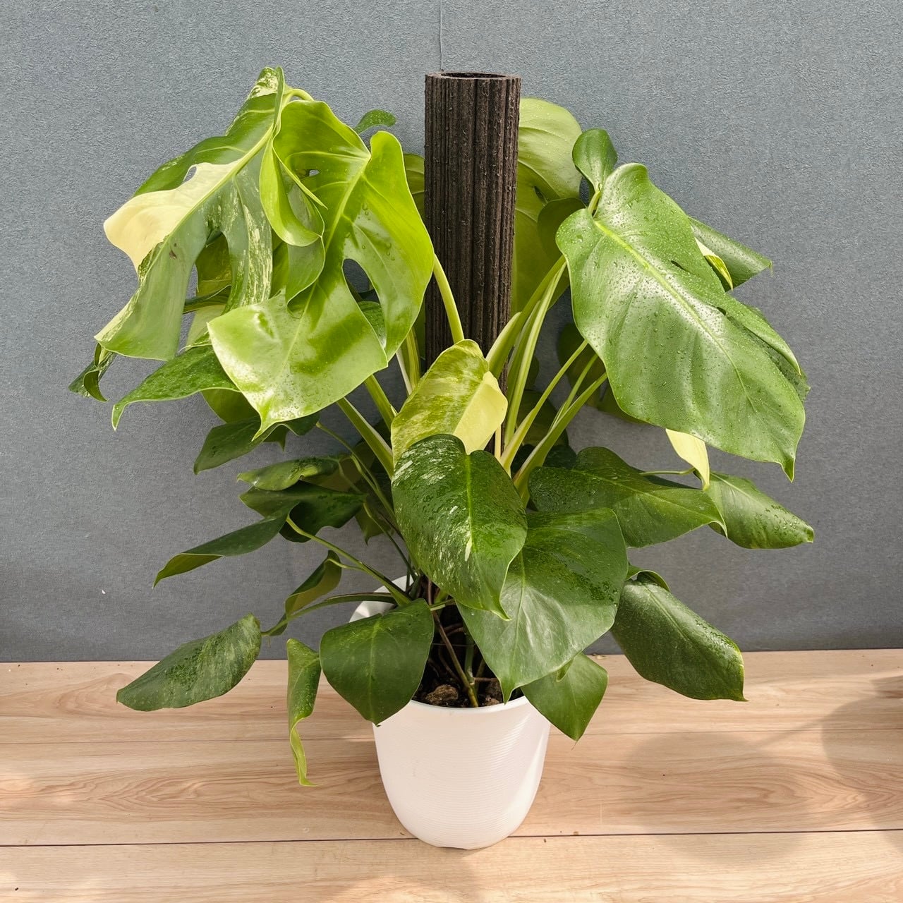 現品］82番 フィカス リラータ バンビーノ 曲がり 8号 観葉植物 室内
