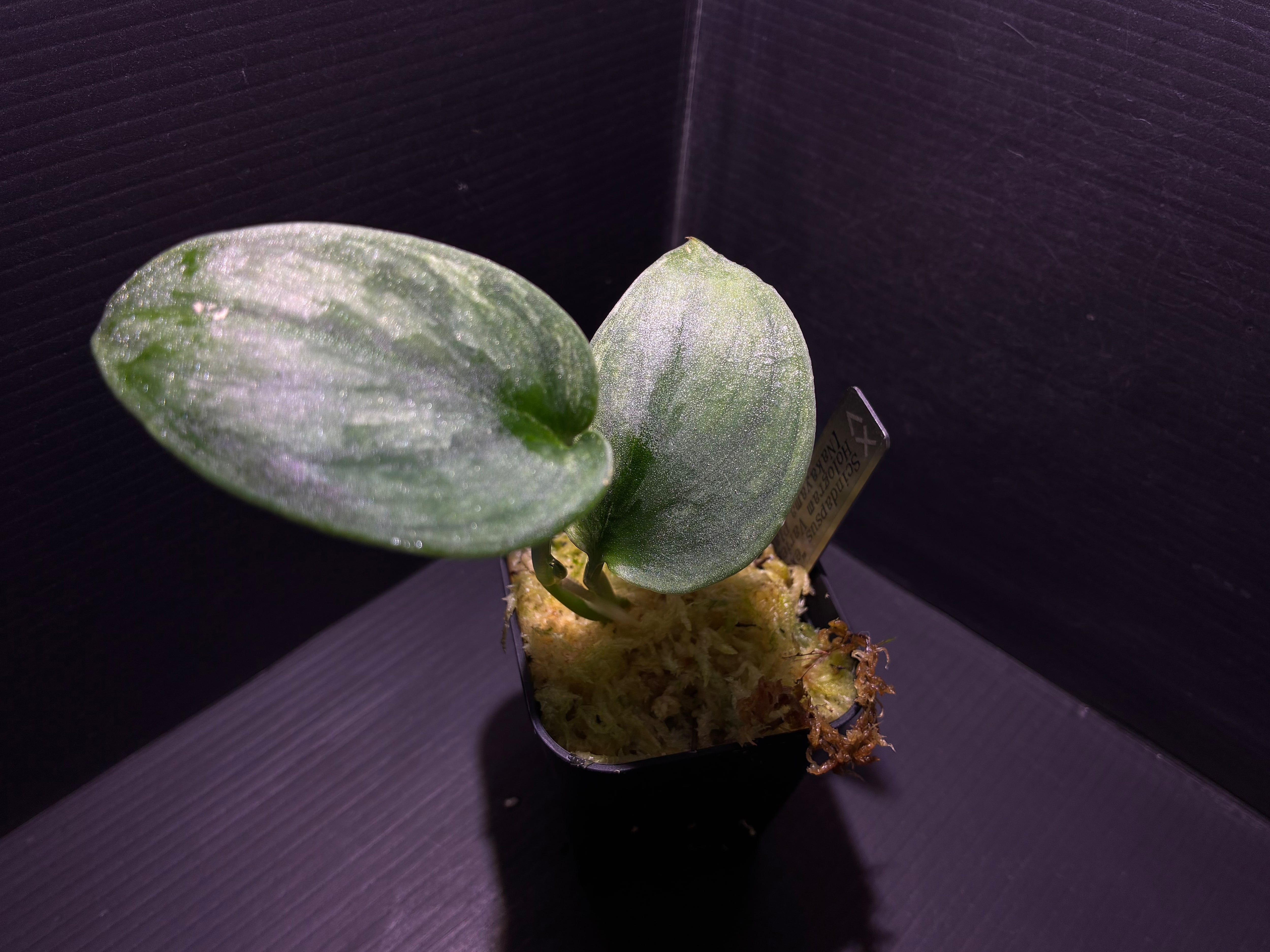 Bucephalandra sp.Kedagang Pink Variegata（ブセファランドラsp.クダ
