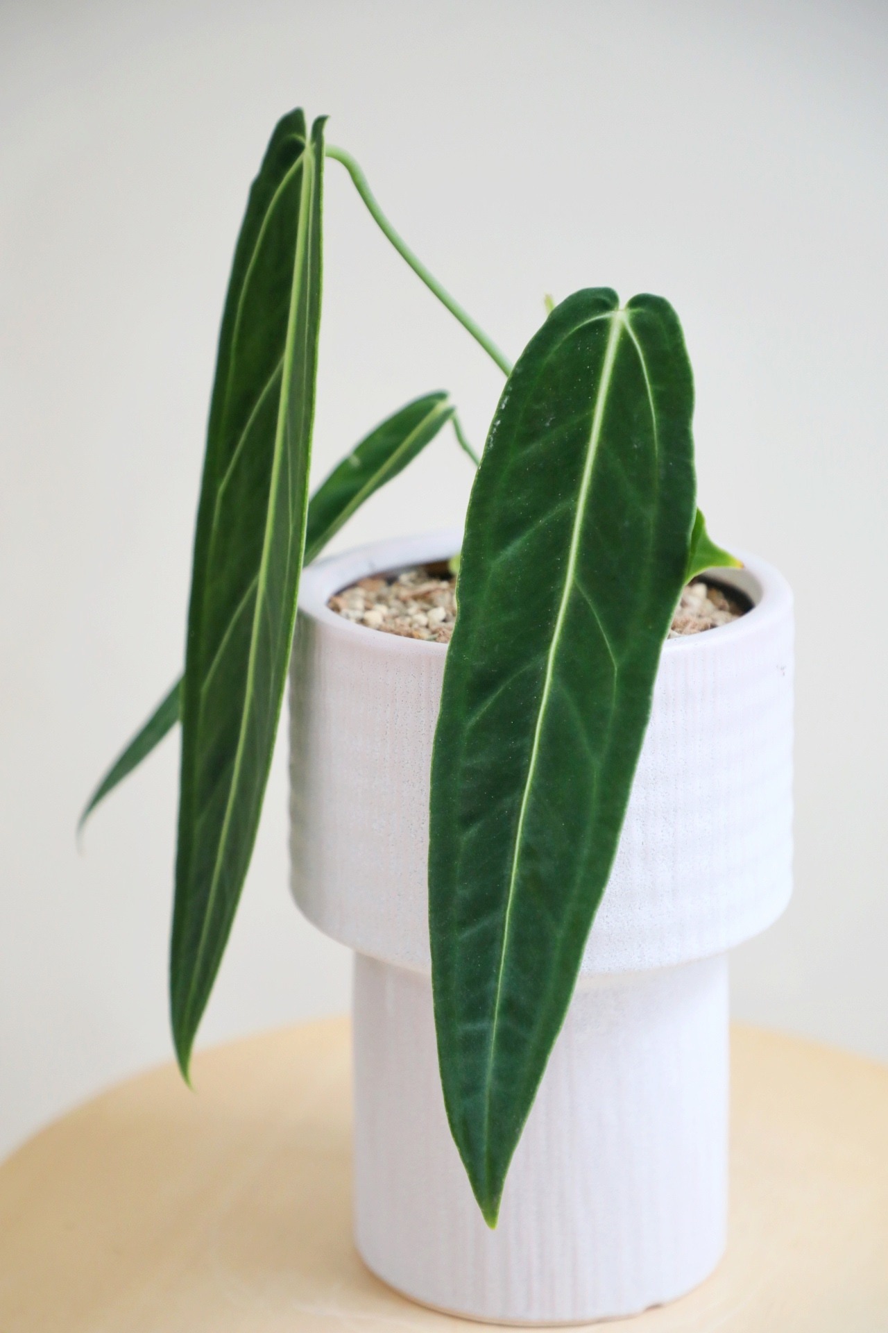 【S】アンスリウム ワロクアナム/Anthurium