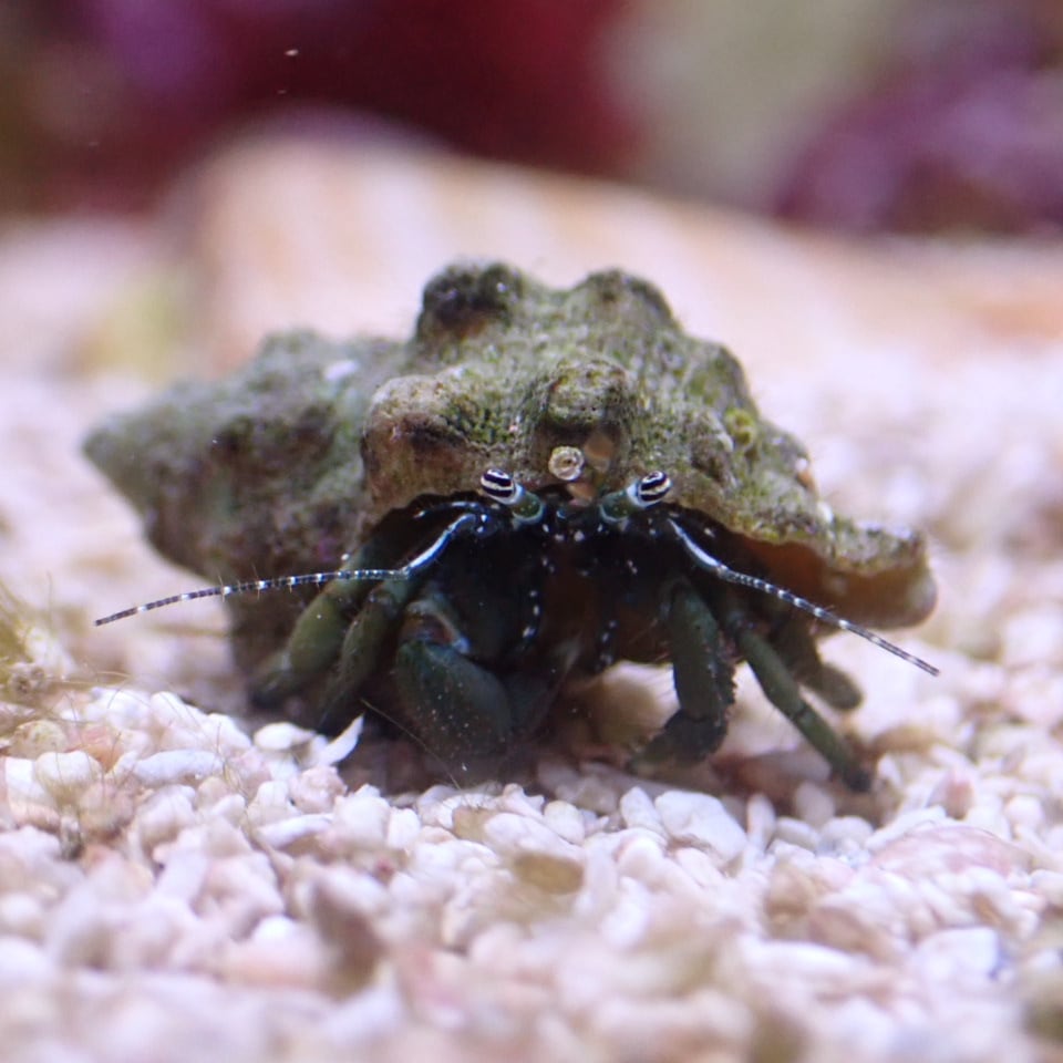 v105 ヤドカリ MIX 1匹 海水魚 | HOUSE REEF(ハウスリーフ)サンゴ