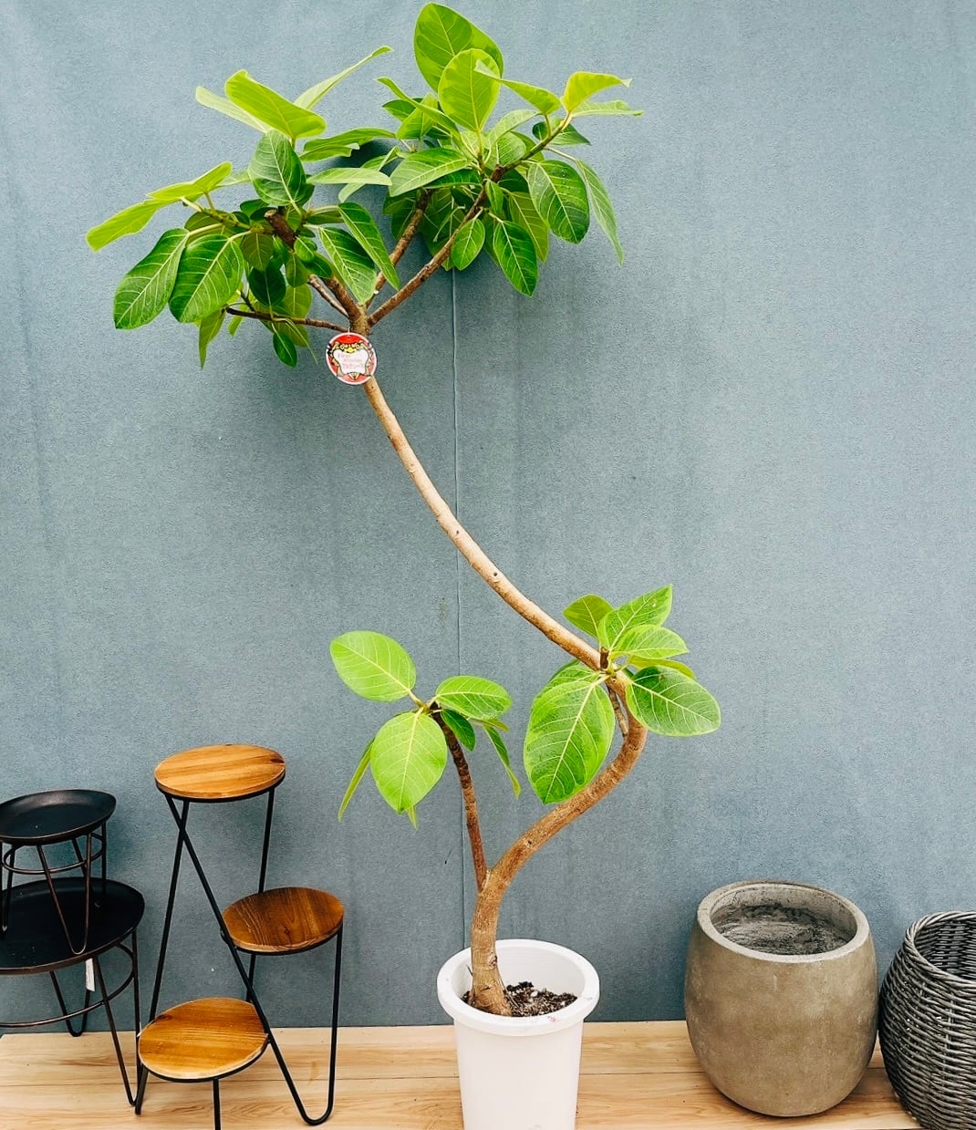 現品］52番 ユッカ エレファンティペス 斑入り 10号 観葉植物 室内