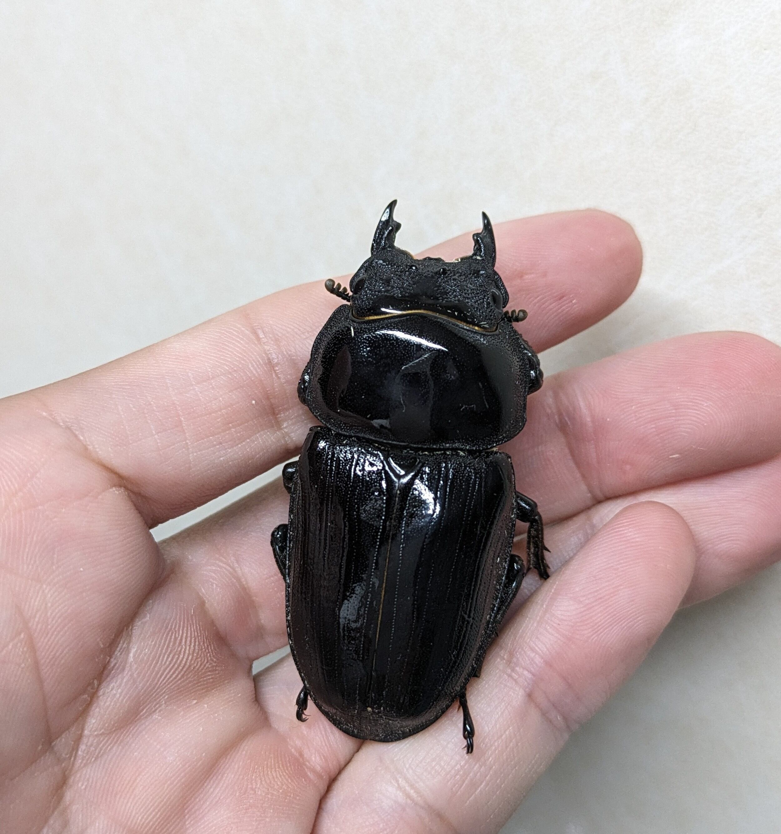 久留米オオクワガタ 87.8㎜ペア マツノインセクト