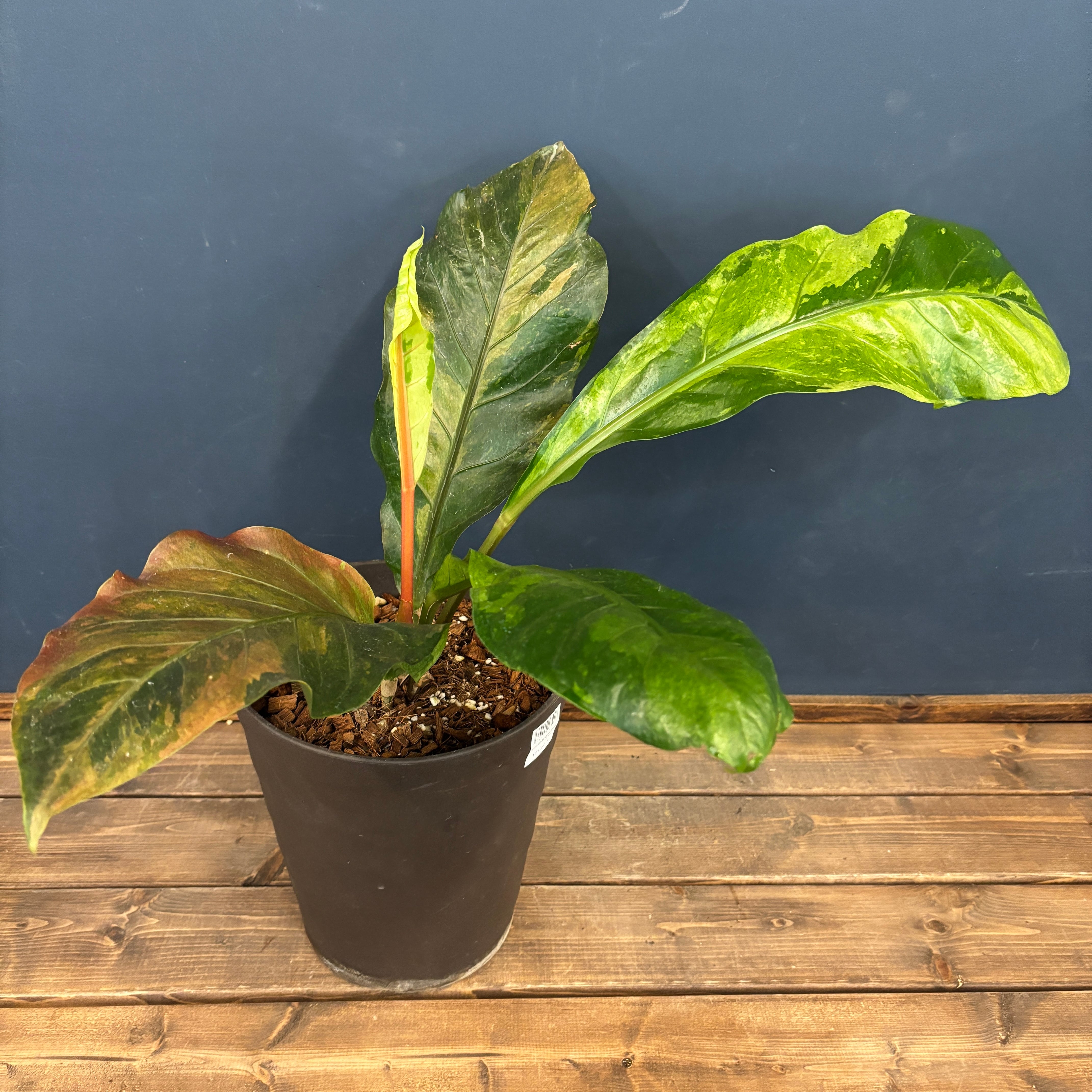 超希少❗️アンスリウム　フーケリー　斑入り✨ 超希少❗️アンスリウム フーケリー 斑入り✨ - メルカリ