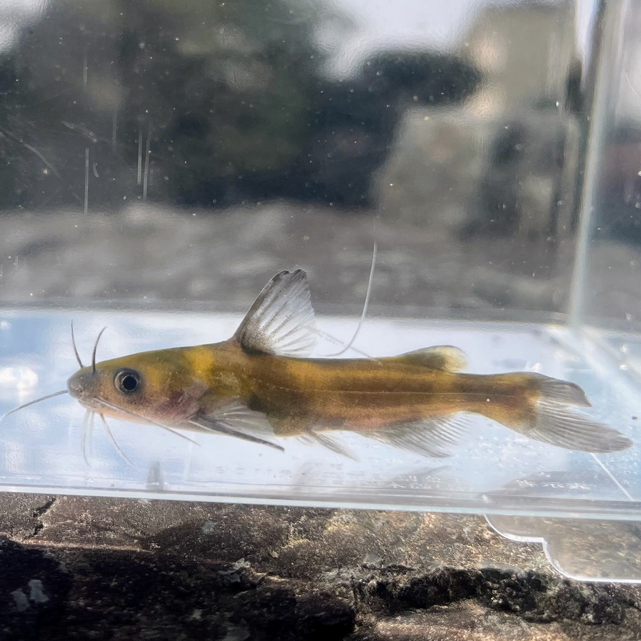 (淡水魚)ギギ 8cm±(1匹)【生体】