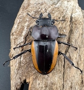 【WD】《スチーブンスツヤ亜種duivenbodei 大歯 73.5mm B品ペア》