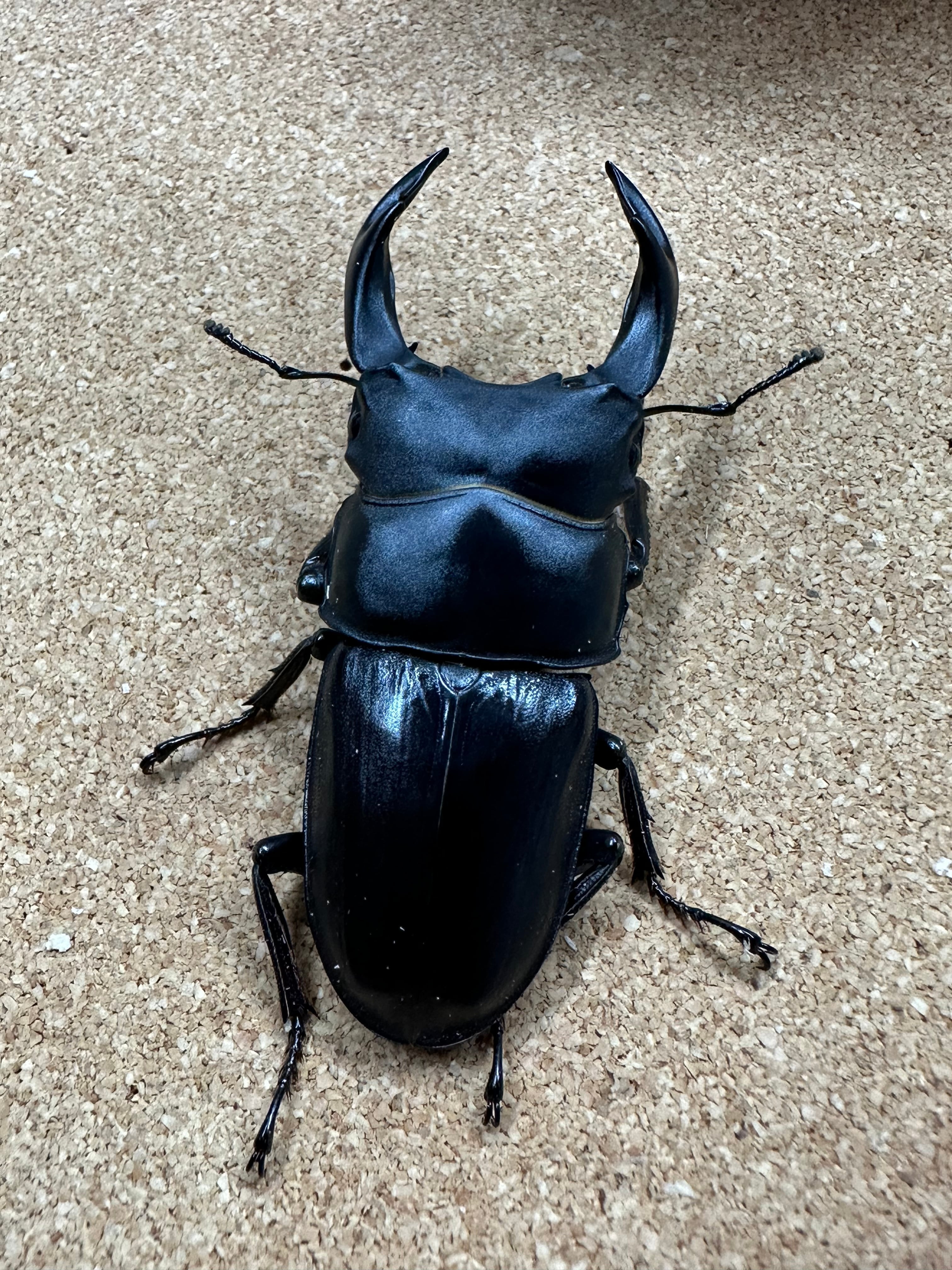 MUSHI】ギラファノコギリクワガタ【SR】[038/130] | Pay ID