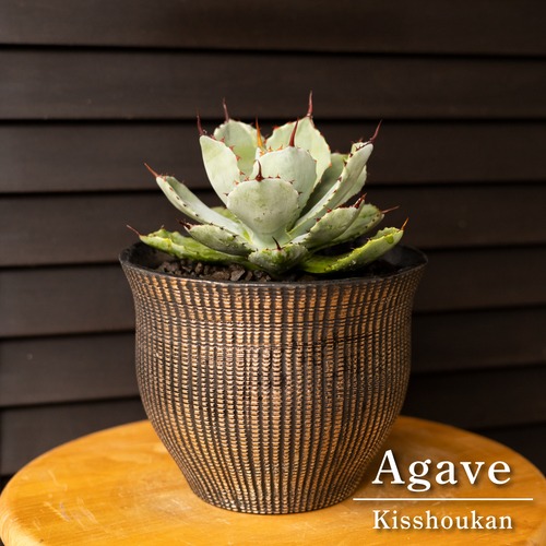 【発根済】アガベ 吉祥冠 親株 agave 多肉植物 塊根植物　コーデックス