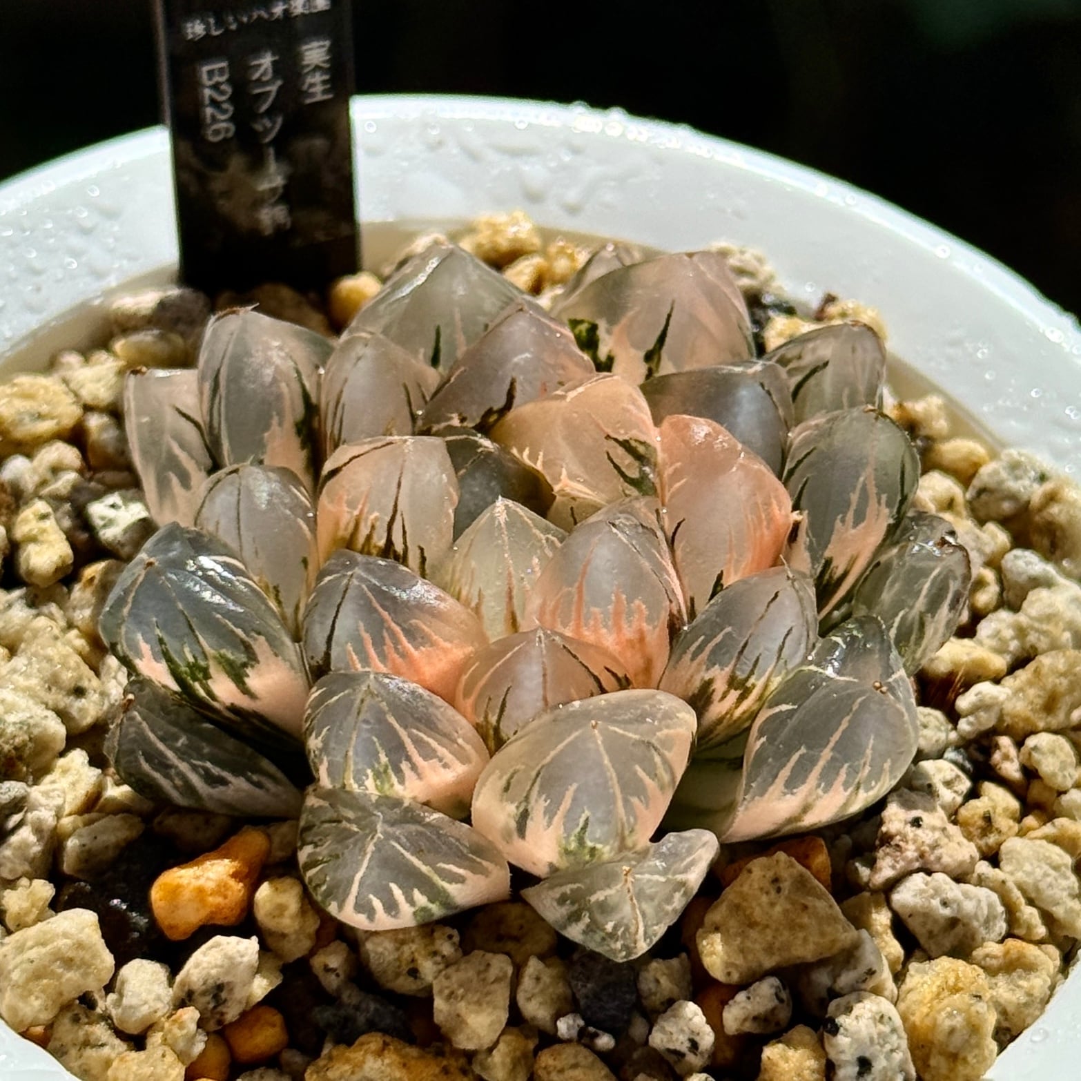 ドドソンオブツーサ錦 親株 ハオルチア ハオルシア 観葉植物 | 珍しい