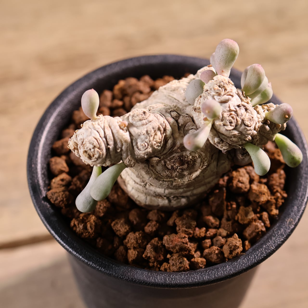 579『オトンナ クラビフォリア』 観葉植物【送料無料】 | MARX PLANTS
