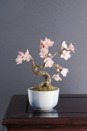盆栽 桜花 Cherry Tree Bonsai #44