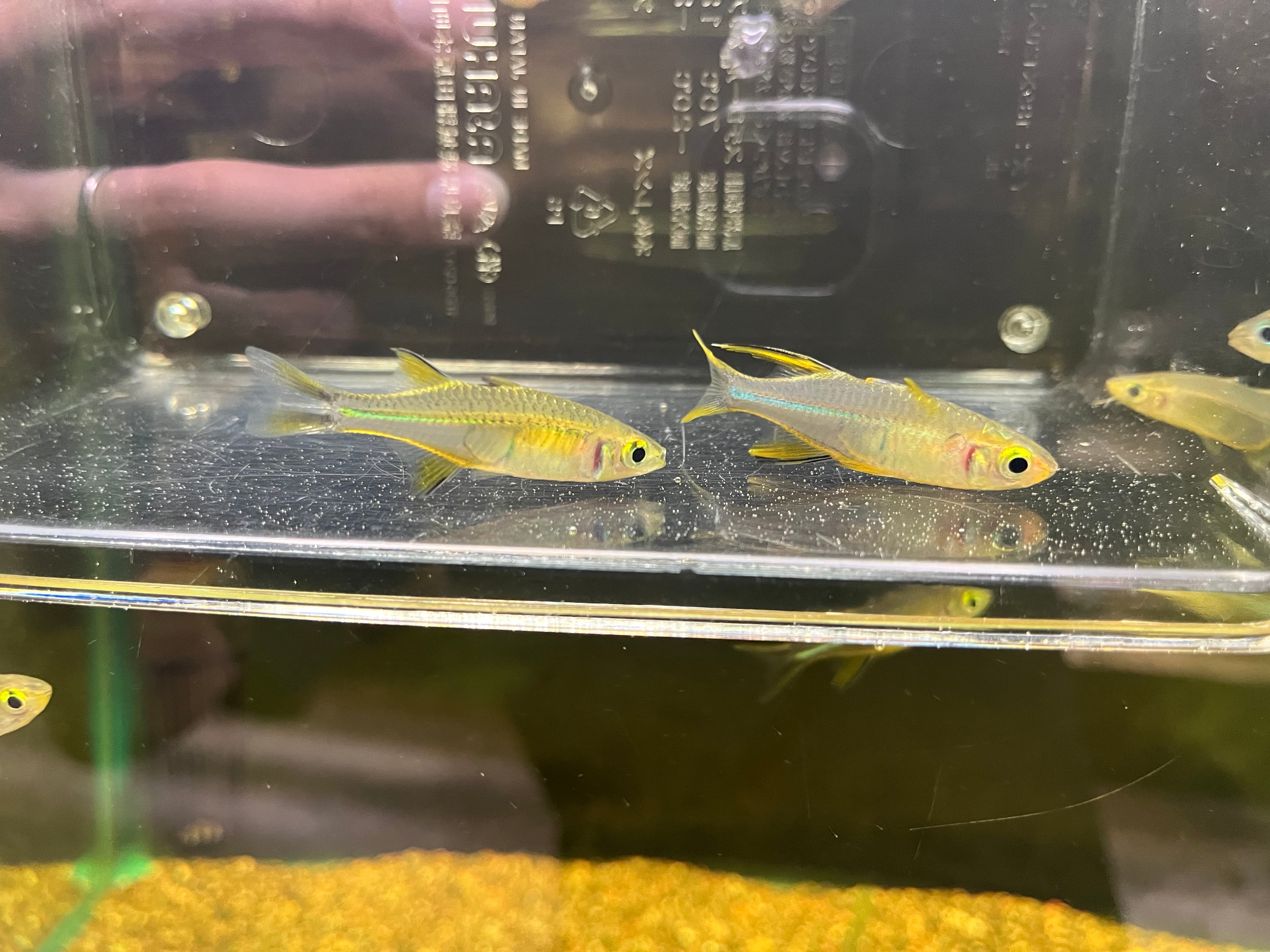 ペア】インドネシア直輸入便WILDセレベスレインボー4-5cm | アクア