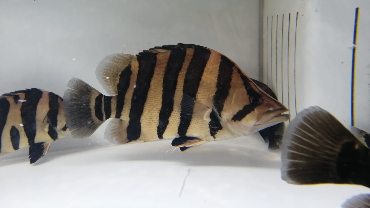 ダトニオプラスワン② ±38㎝ | アロワナ等の大型魚・熱帯魚の