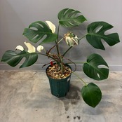 【クリアランスセール対象商品】モンステラ　ホワイトタイガー　(ボルシギアナ) 2株植え【1052】