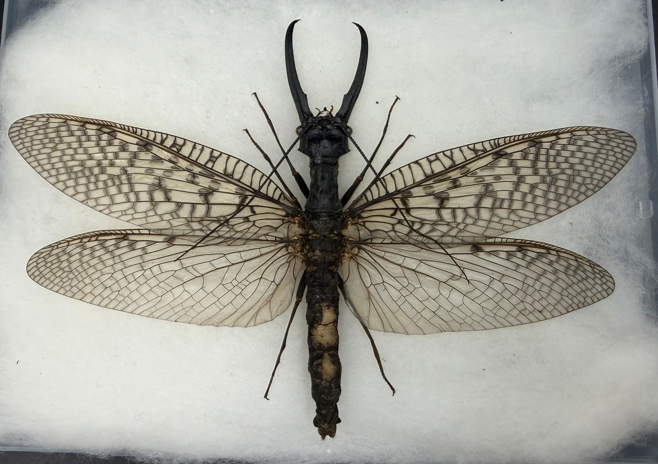 【標本】天翅済み《オオキバヘビトンボ 中国産 開翅15cm前後》①