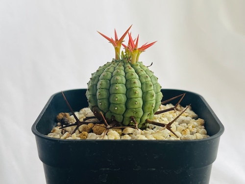 Euphorbia stellispina　ユーフォルビア 群星冠　多肉植物