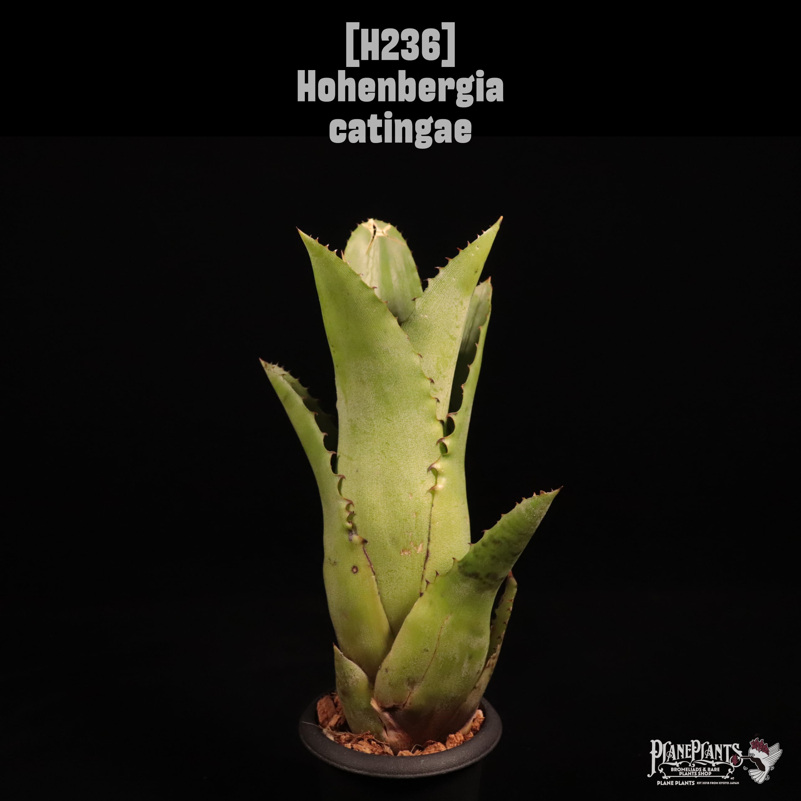 Hohenbergia catingae〔ホヘンベルギア〕H236