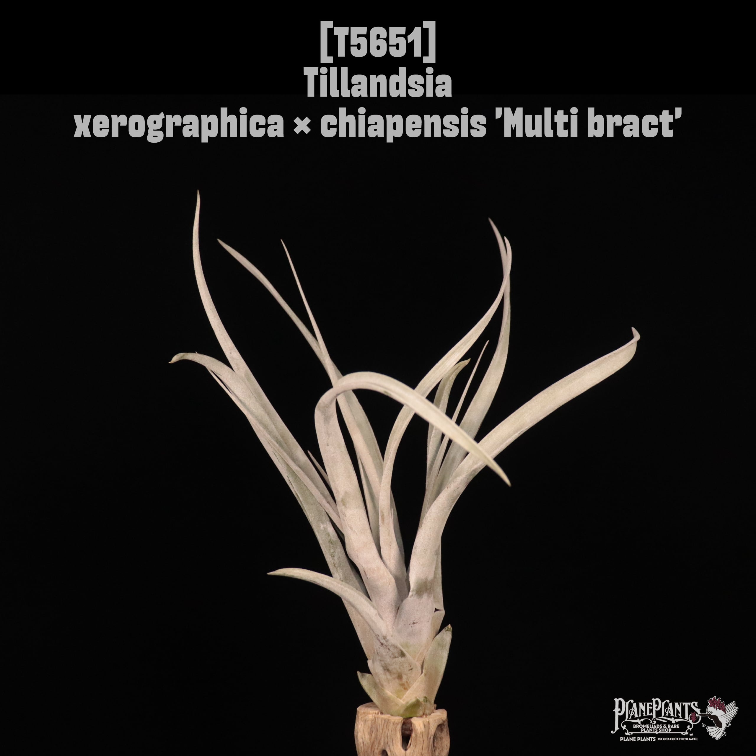 □ IN STOCK [販売中商品] | plane plants