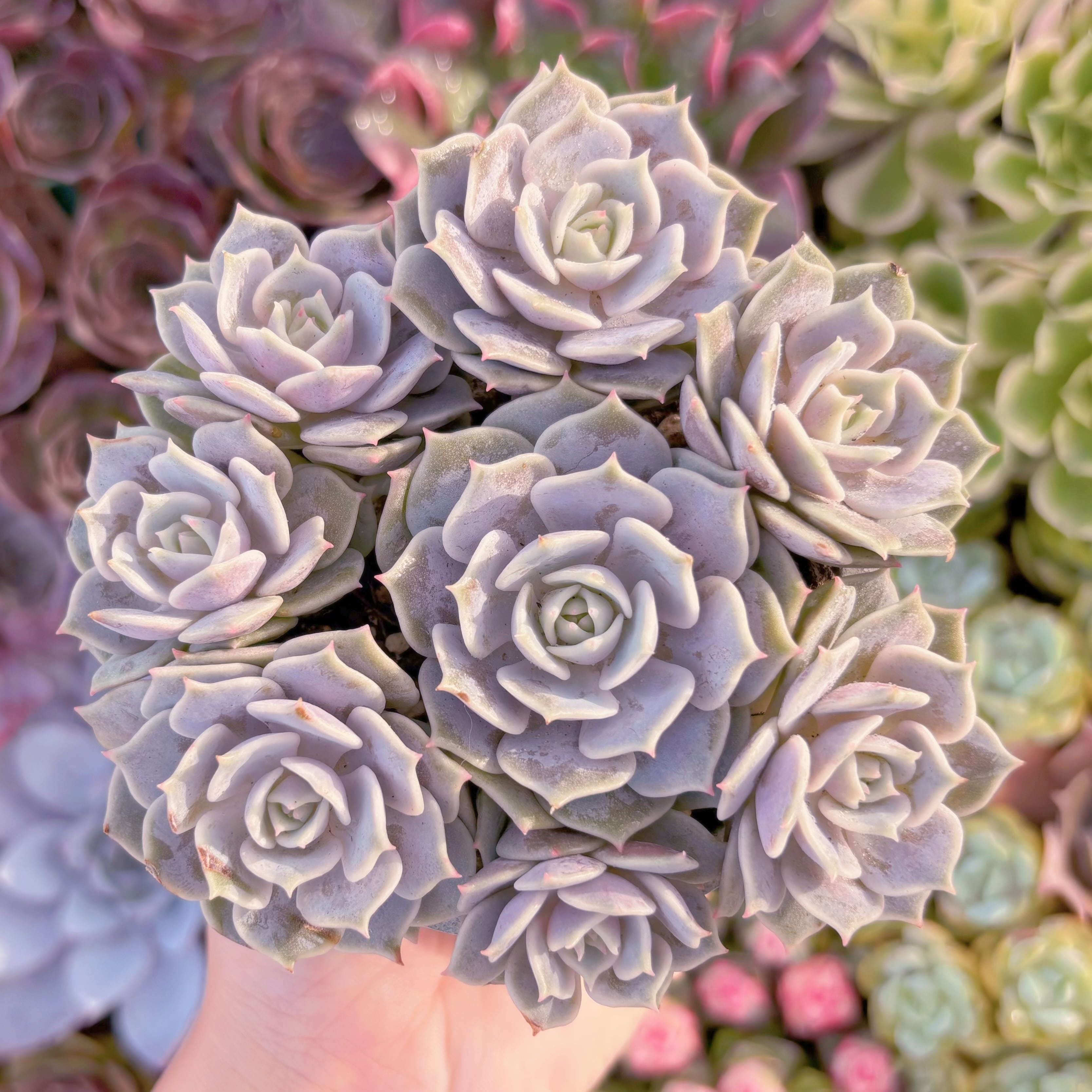 現品　ローラ#717　大群生　新入荷　るる農園