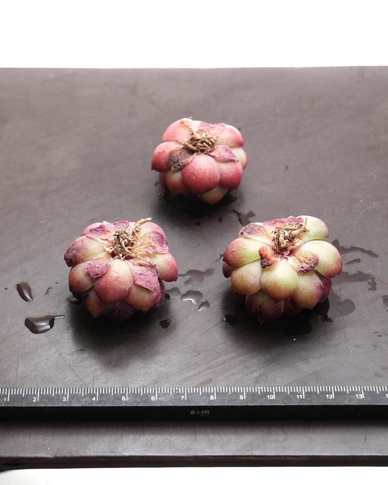 カット苗 ブルーベリー Echeveria 'Blueberry'