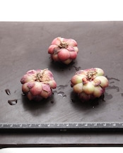 カット苗 ブルーベリー Echeveria 'Blueberry'