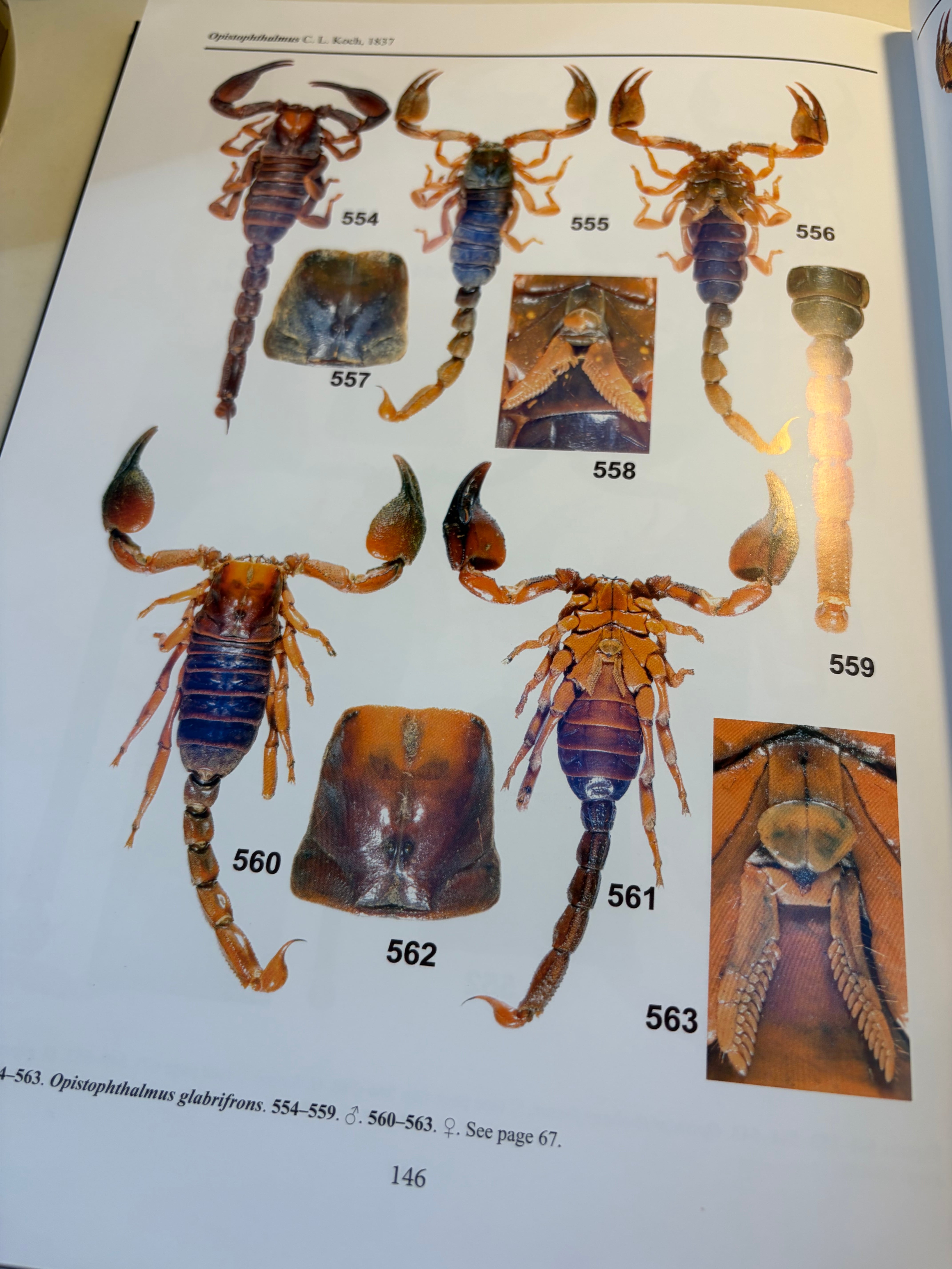 最高傑作】サソリの図鑑 標本 洋書 Illustrated catalog of scorpions