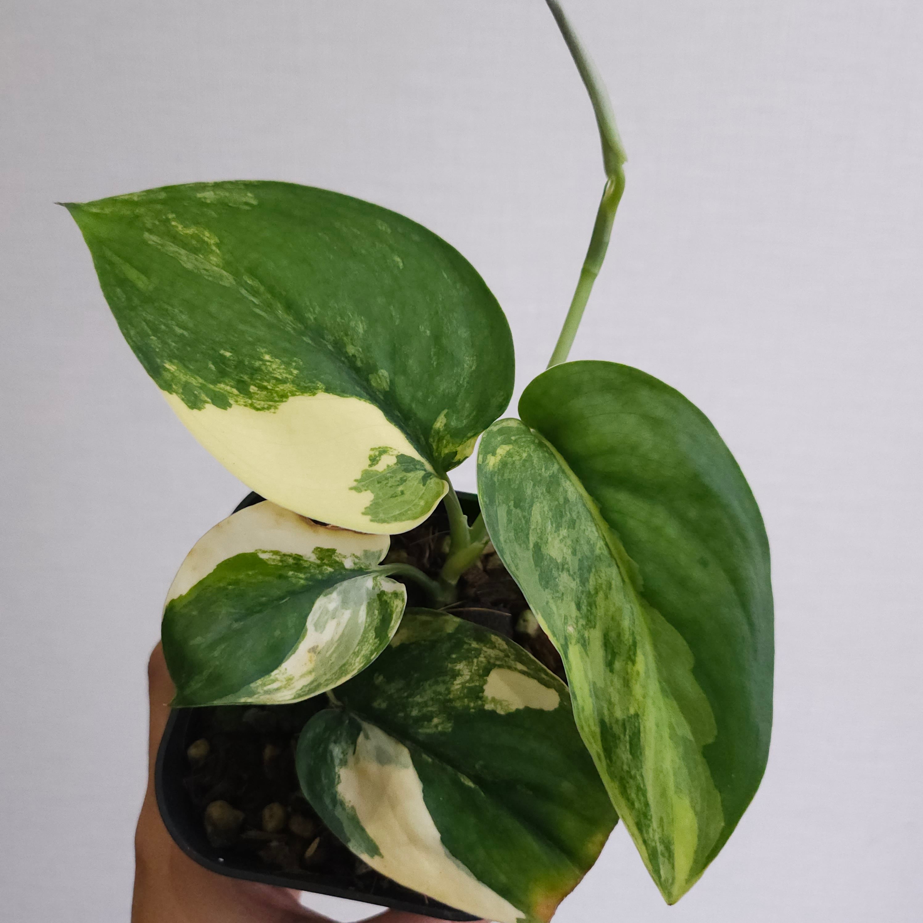 ③《スキンダプサス ジェイドサテン バリエガータ》Scindapsus Jade