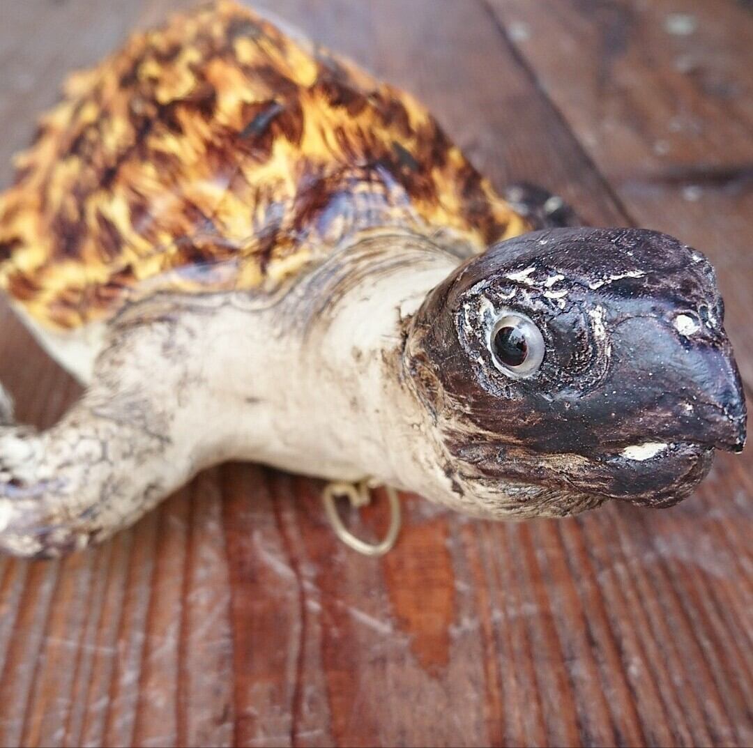 まるで本物⁉シリーズ ウミガメのオーナメント タイマイ | shoprahu