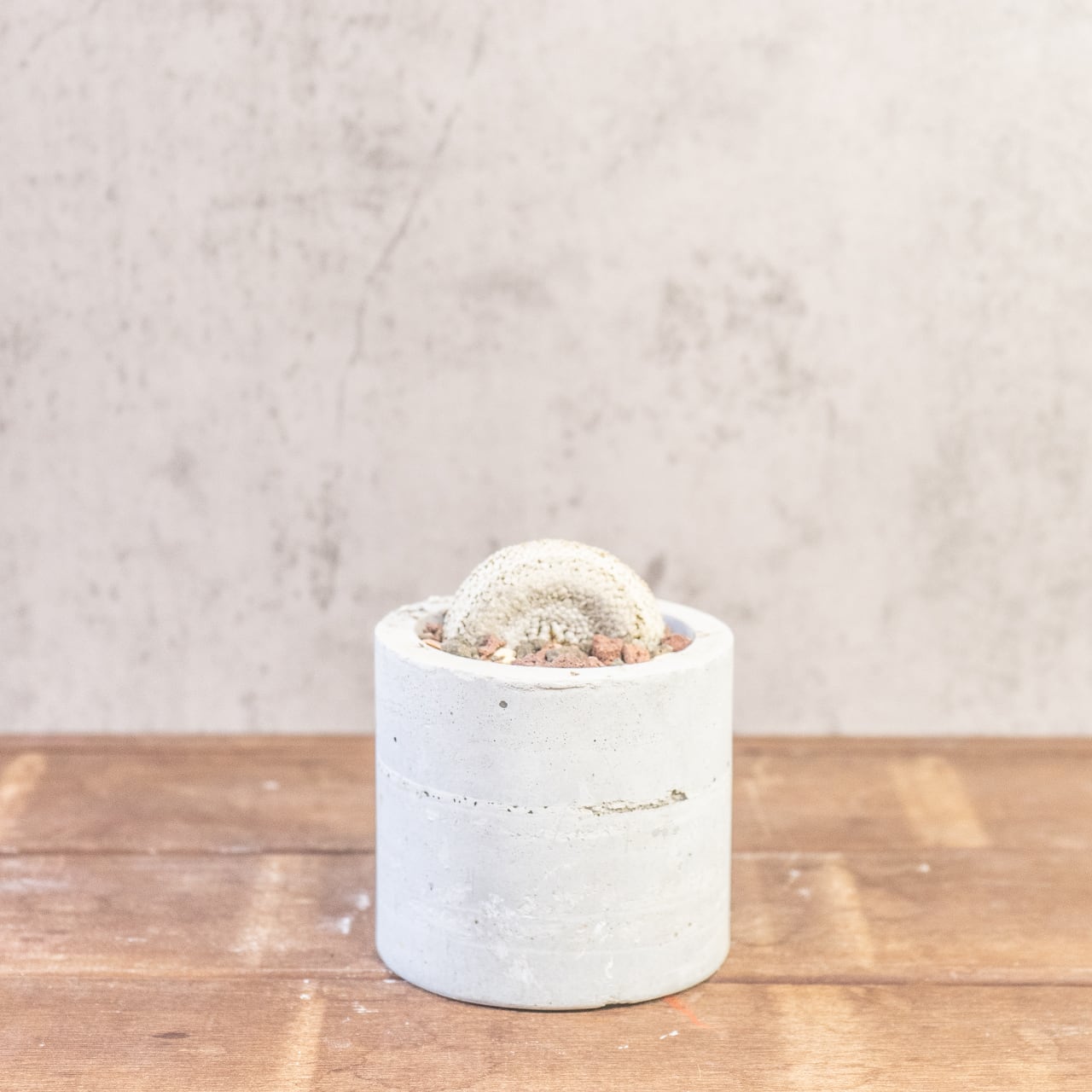 バラ丸・綴化｜じゅうたんのような表面質感を楽しめるコレクション株【オリジナルモルタル鉢仕立て】