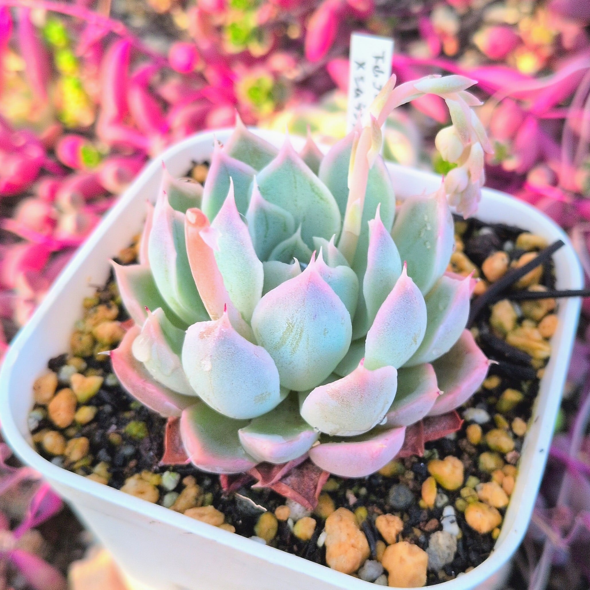 多肉植物のネットショップ ST Farm