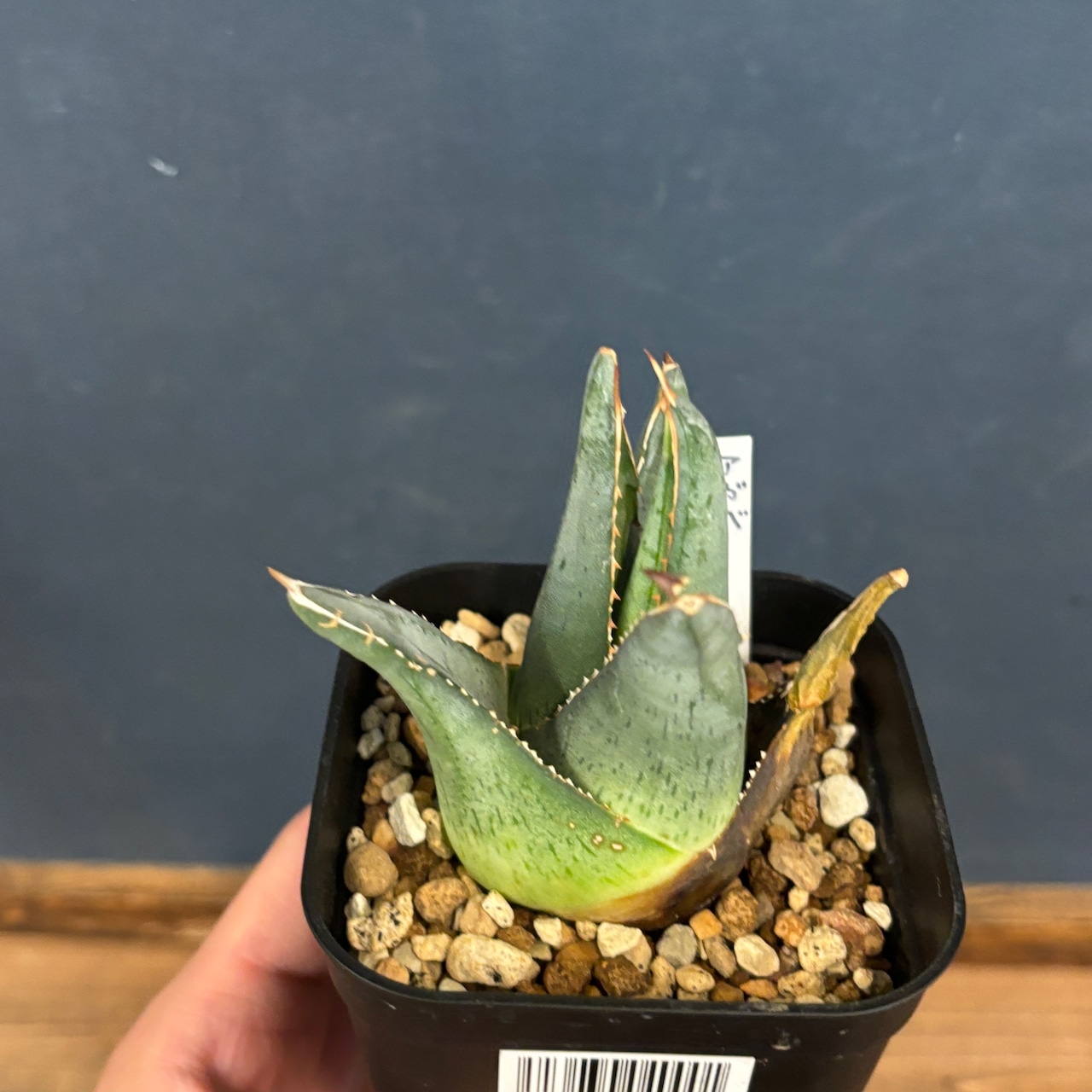 アガベ プミラ【58】