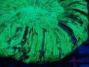 【現地買付】Trachyphyllia geofroy From Makassar