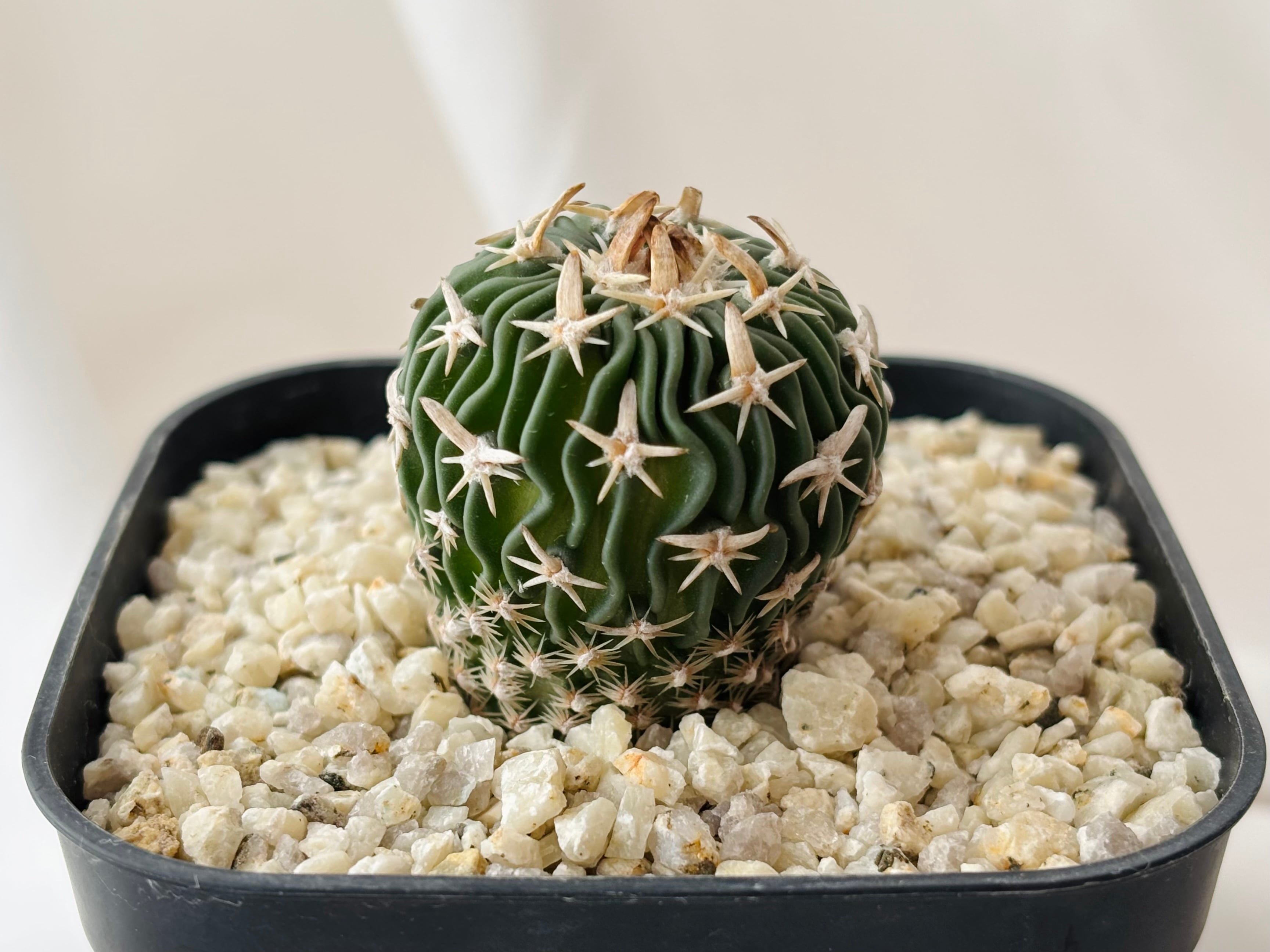 Echinofossulocactus エキノフォスロカクタス 長刺振武玉 サボテン