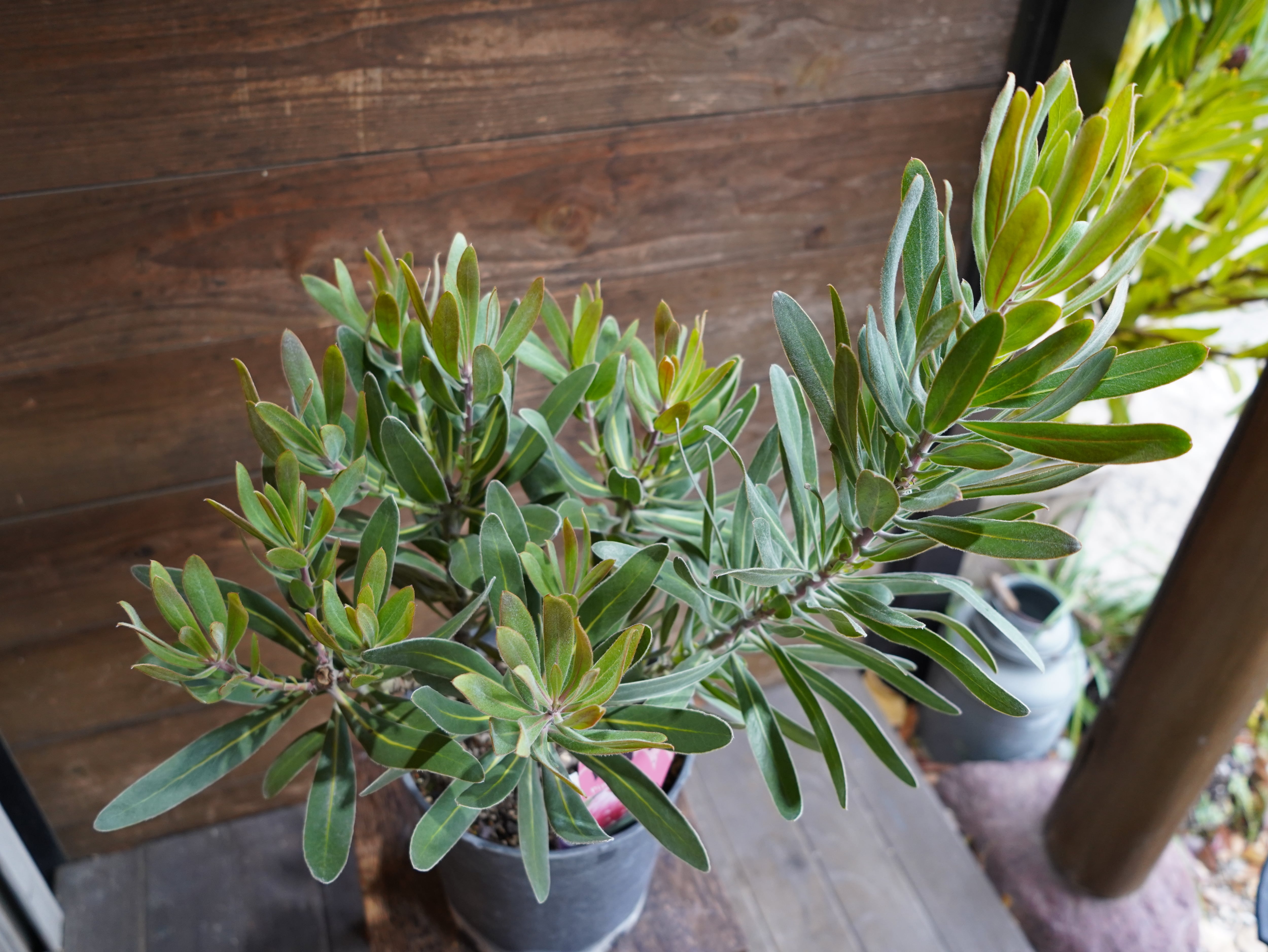 【現物】プロテア　”ピンクアイス”