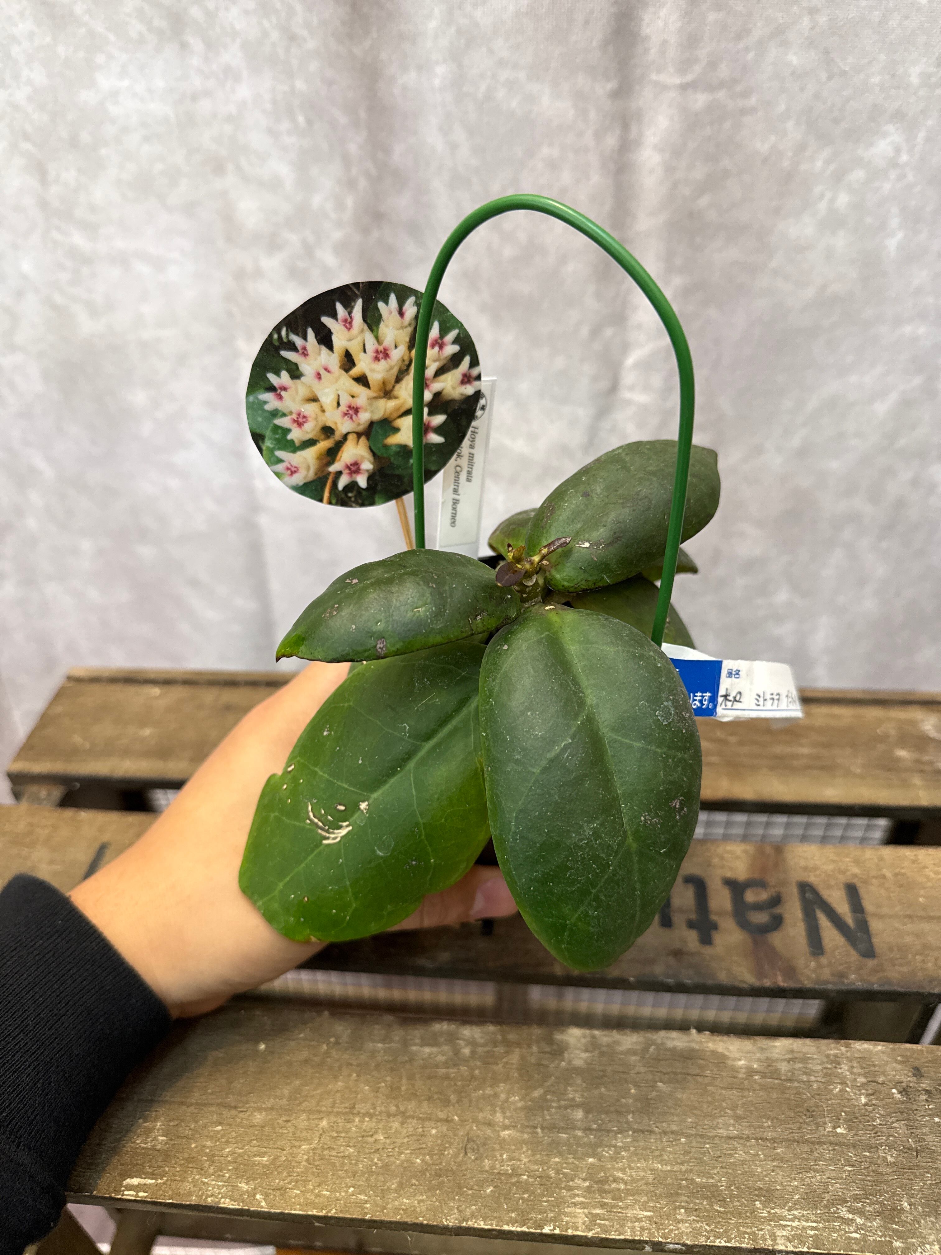 ホヤ・ディスキディア・洋蘭等 | Gardenえん 【観葉熱帯植物】