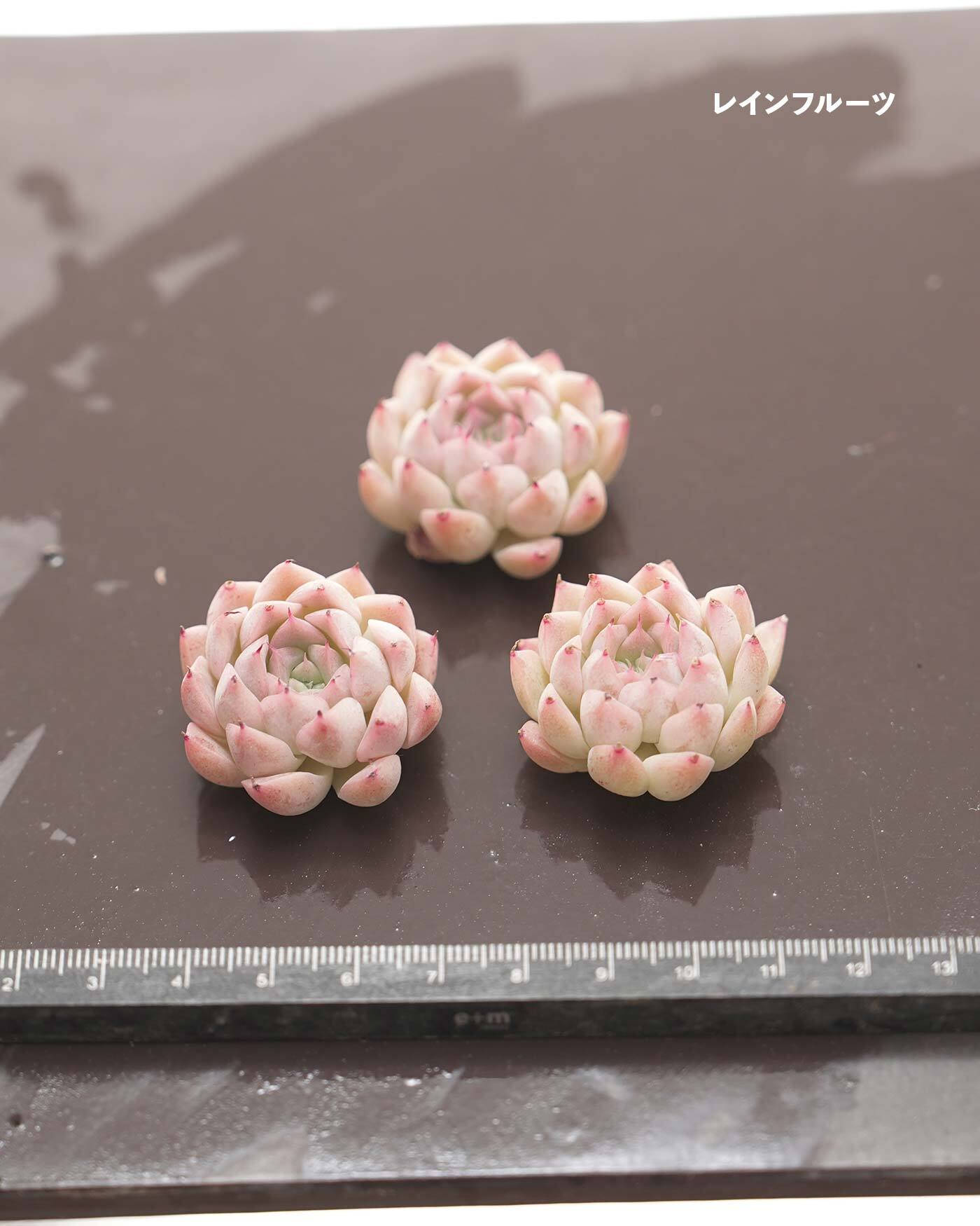 セットA おいしい多肉 4種】プリン錦／チーズブルーベリー／ファンタ