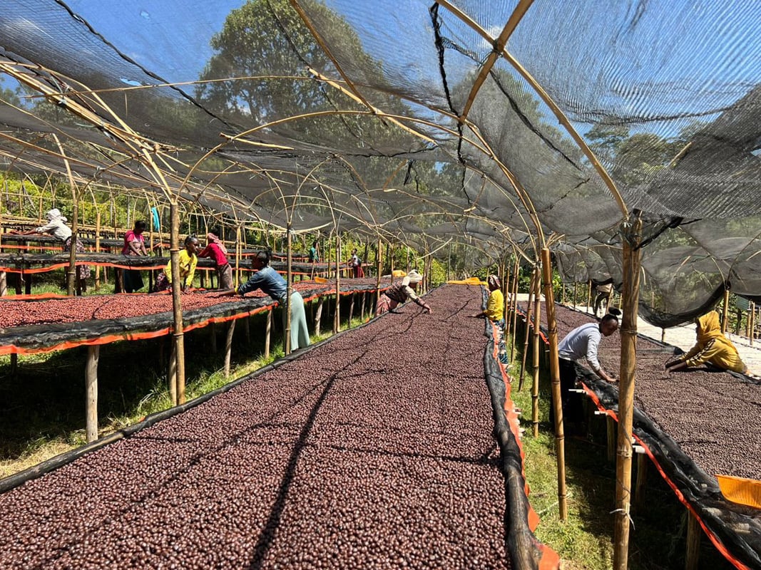 シダマ ベンサ G1 モルケ ナチュラル 1kg エチオピア産スペシャルティ