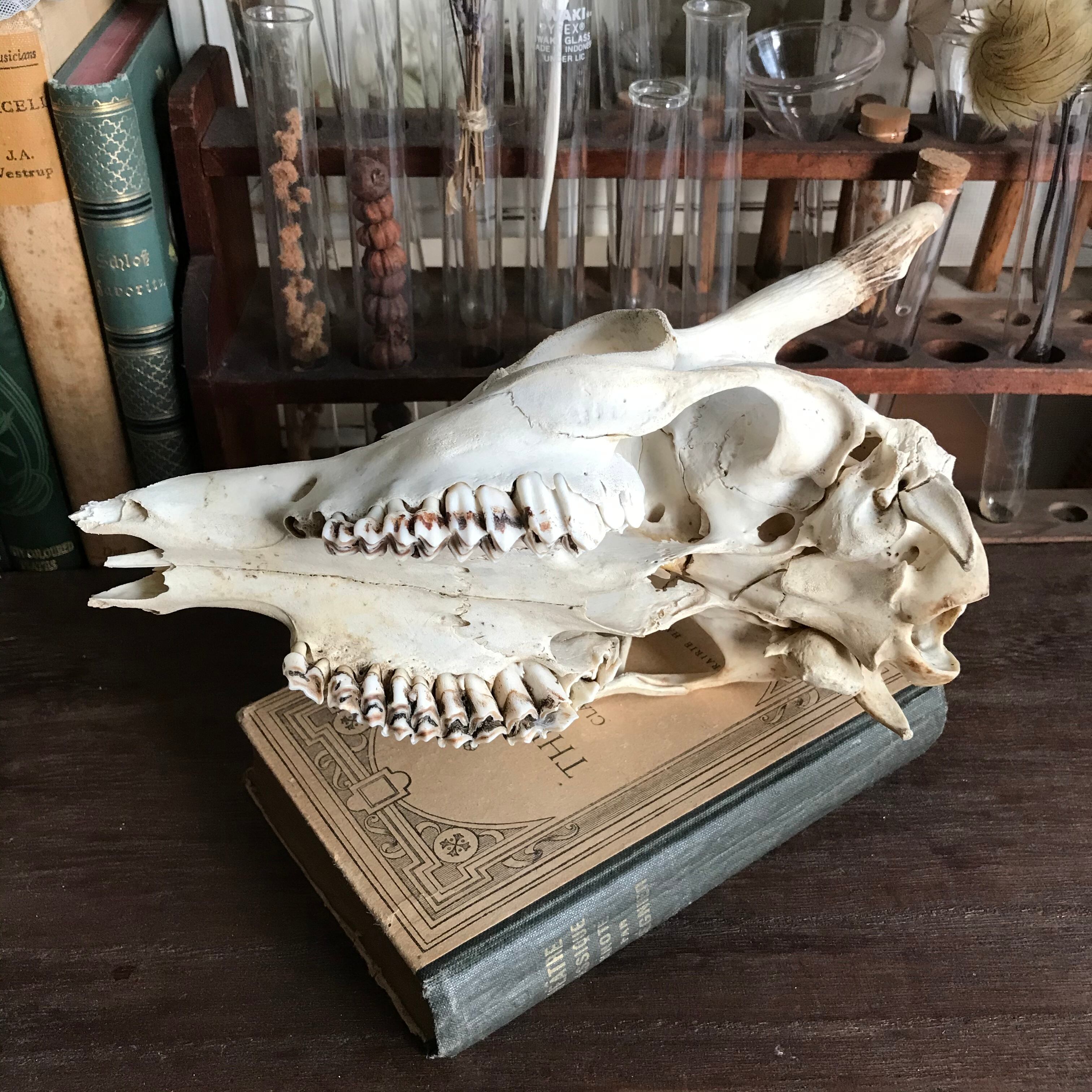 骨格標本 鹿 頭骨 Ot0032 Atelier Sarah アンティーク 博物雑貨 骨格標本 鹿 頭骨 Ot0032 Atelier Sarah アンティーク 博物雑貨