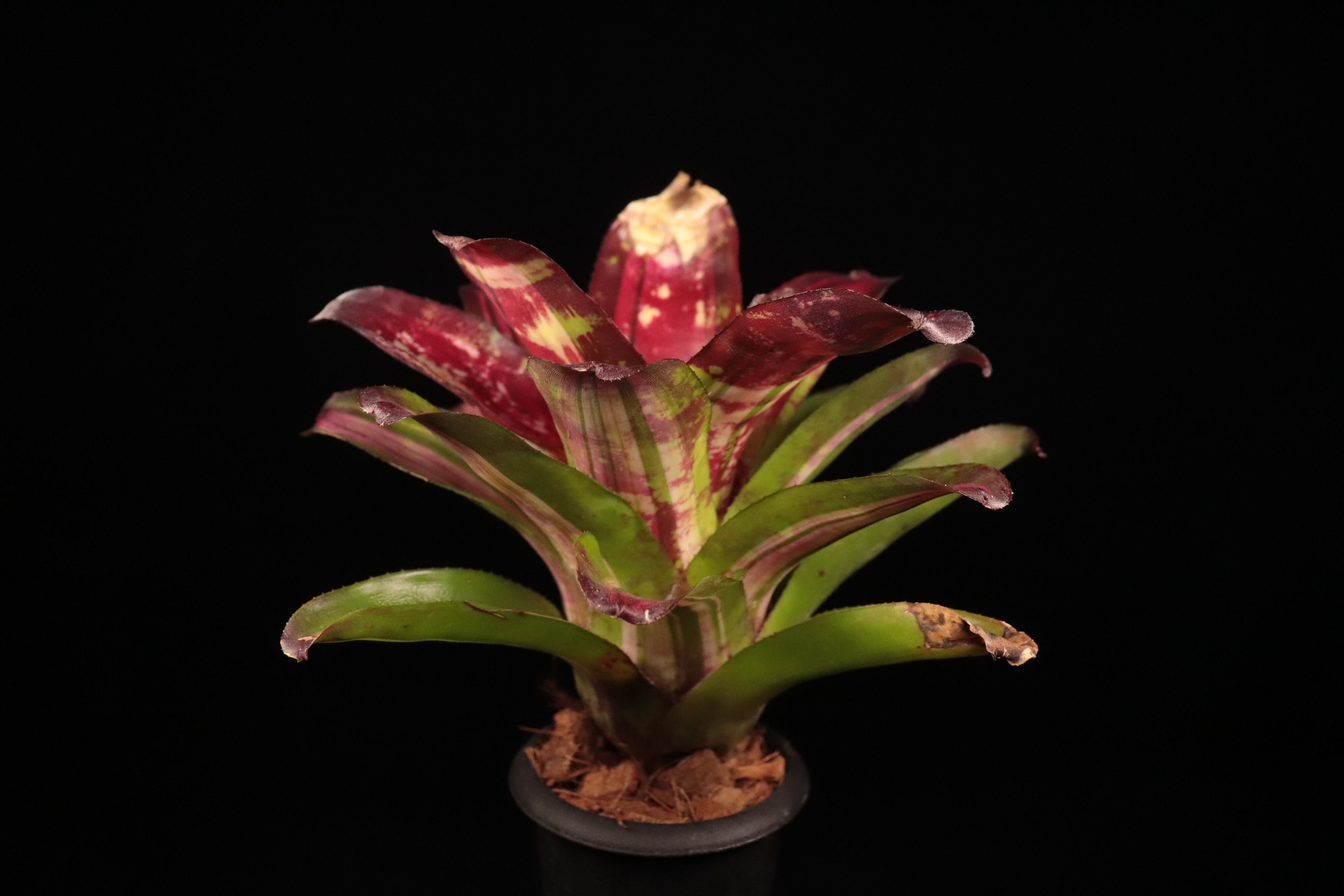Neoregelia 'Pop Rocks'〔ネオレゲリア〕N0633