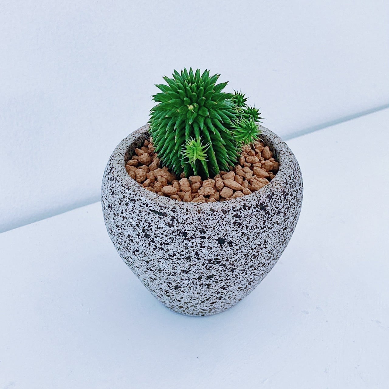 ユーフォルビア ドラゴンボール スザンナエ Euphorbia Susannae Stand By Green スタンドバイグリーン