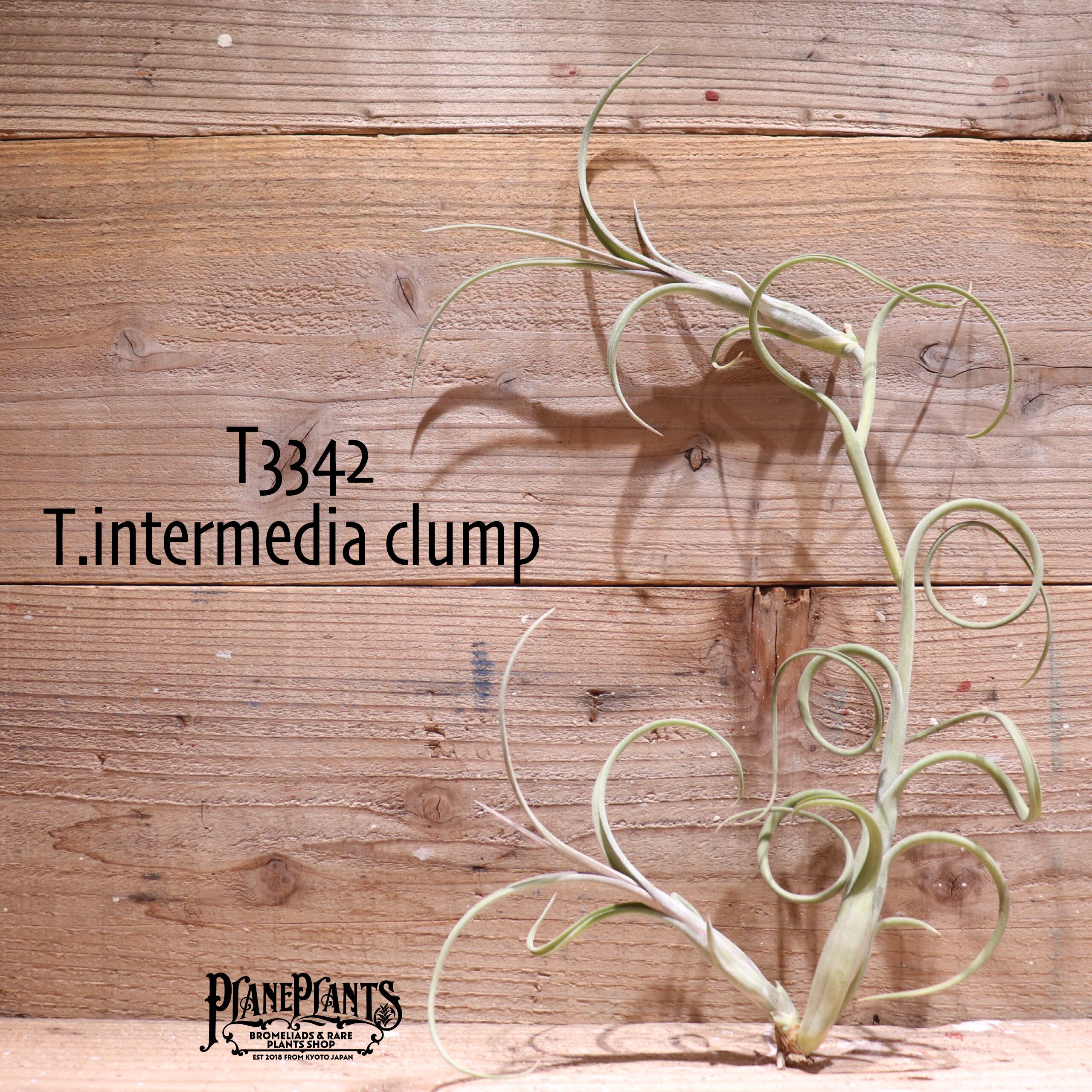 【送料無料】intermedia clump (2pup) 〔エアプランツ〕現品発送T3342