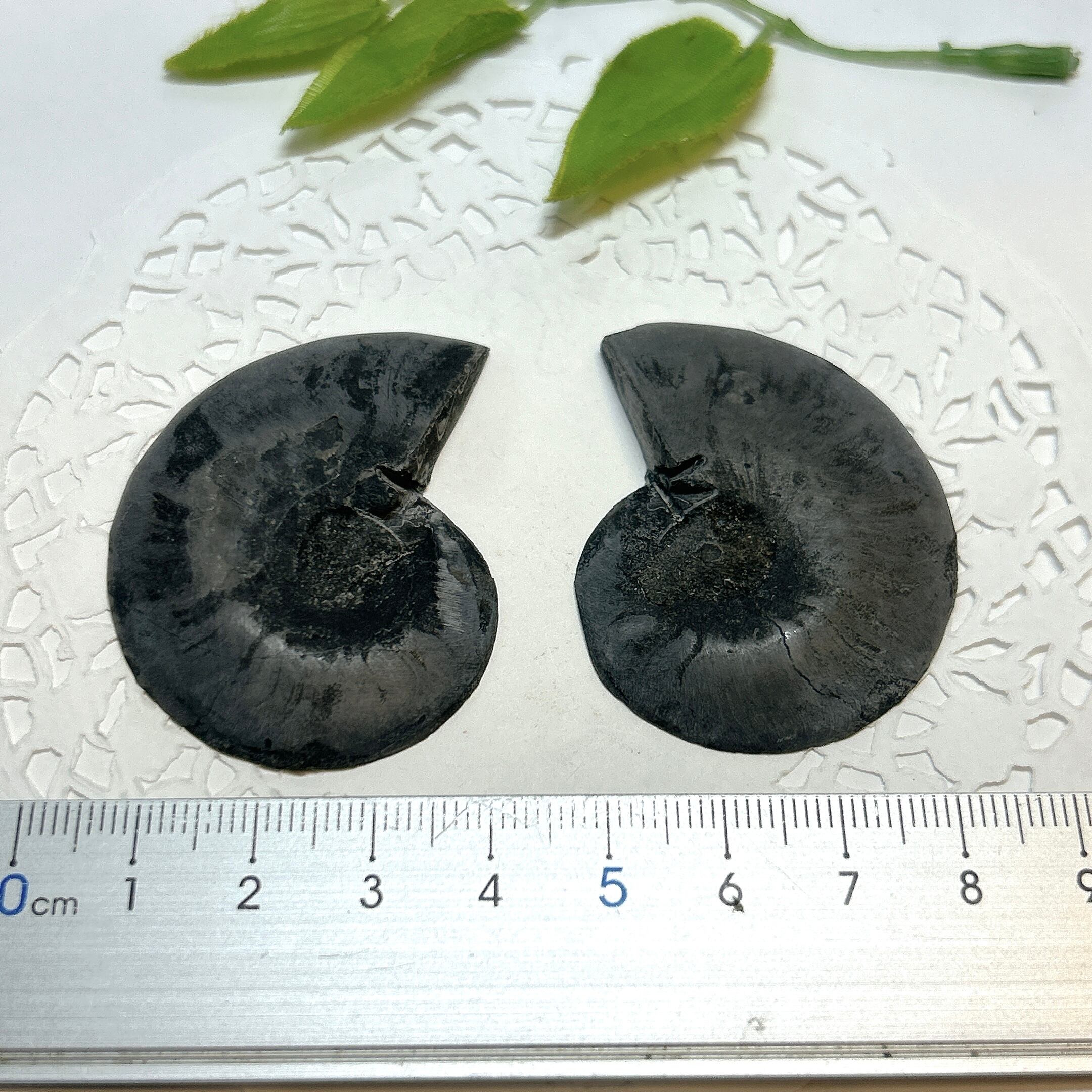 17920】ブラックアンモナイト アンモナイト 黒い マダガスカル 赤鉄鉱