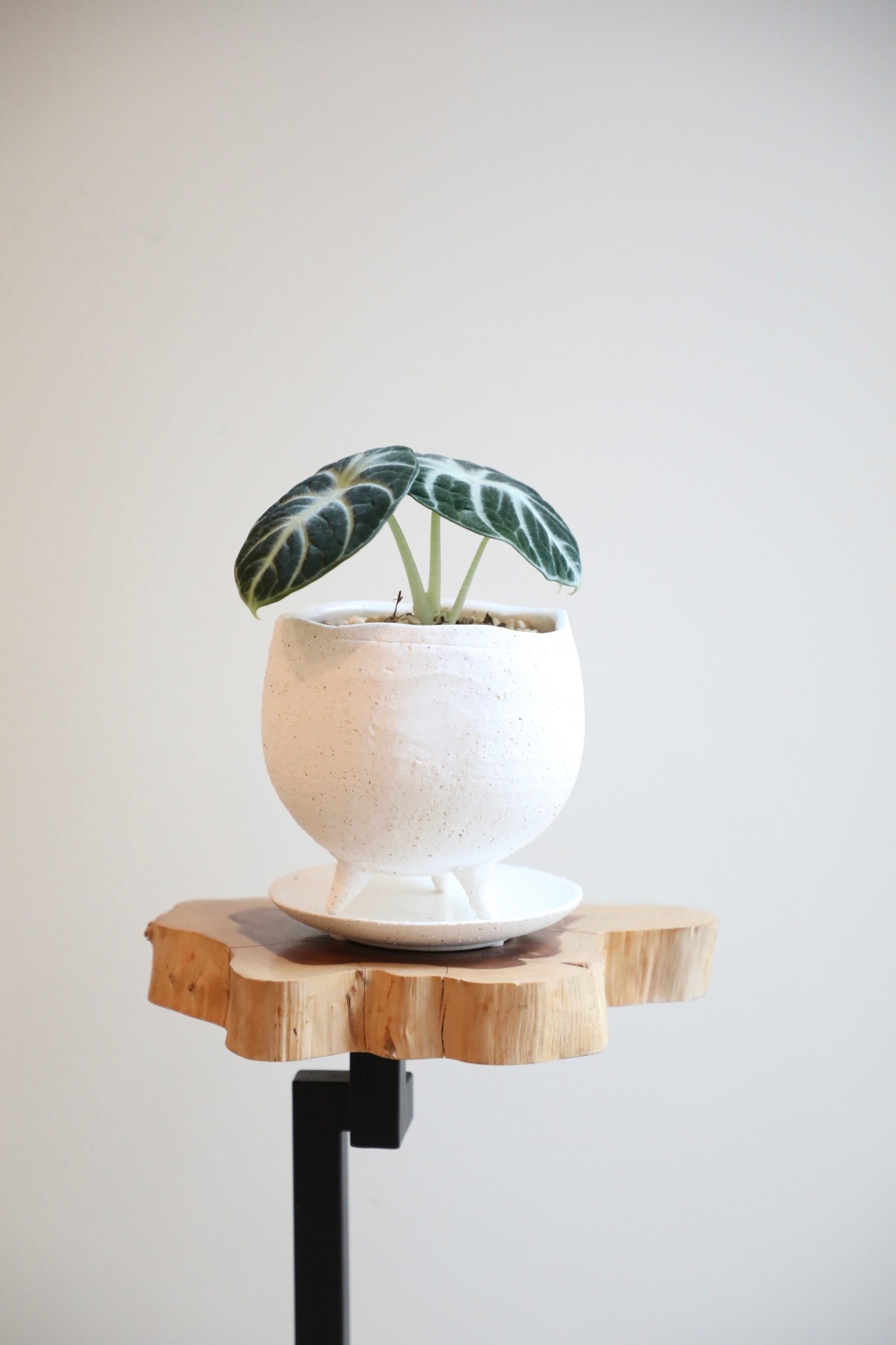 【S】アロカシア ニンジャ/Alocasia reginula Ninja　※陶器鉢付き