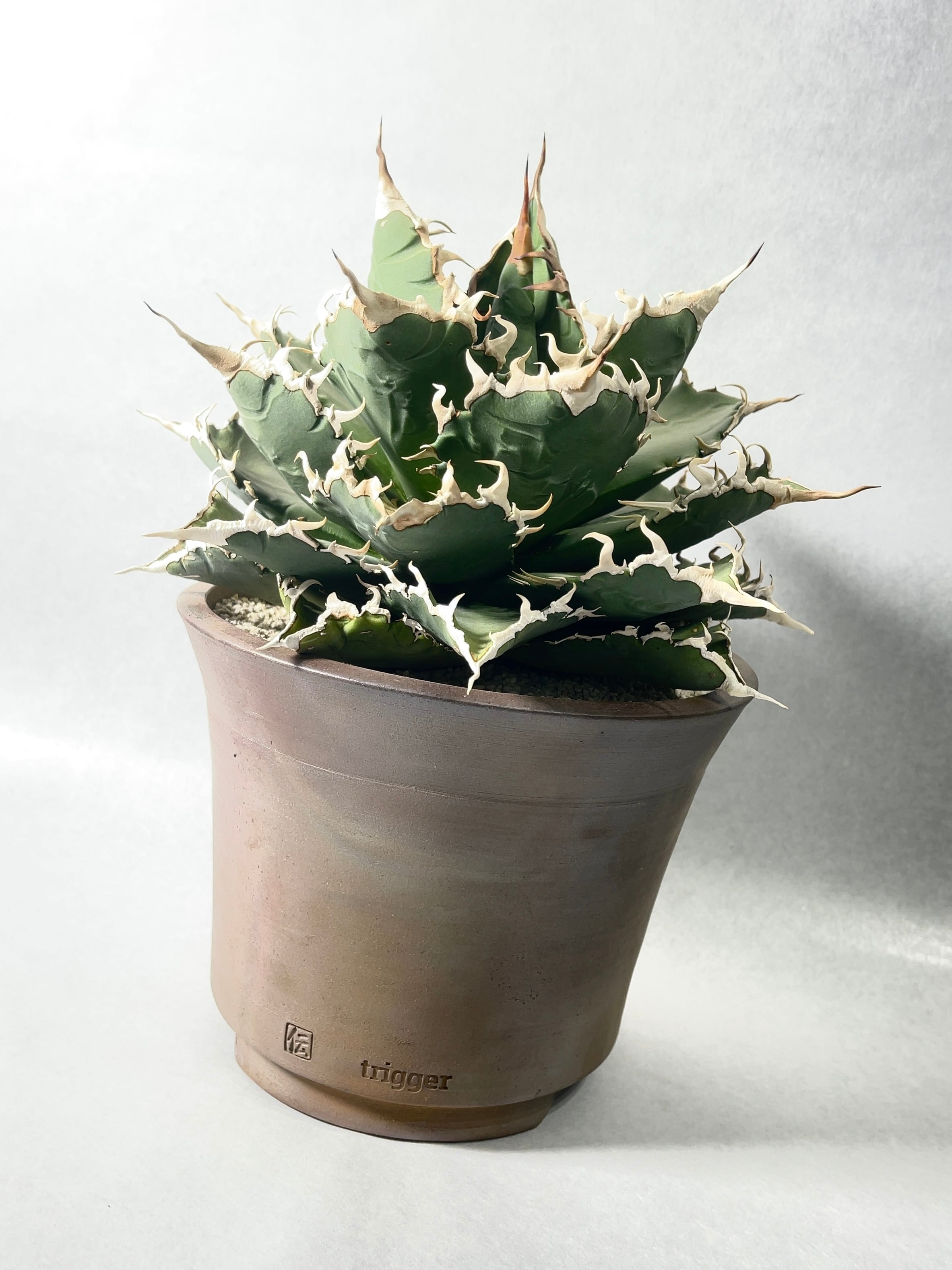 アガベ・ソーラーエクリプス | trigger