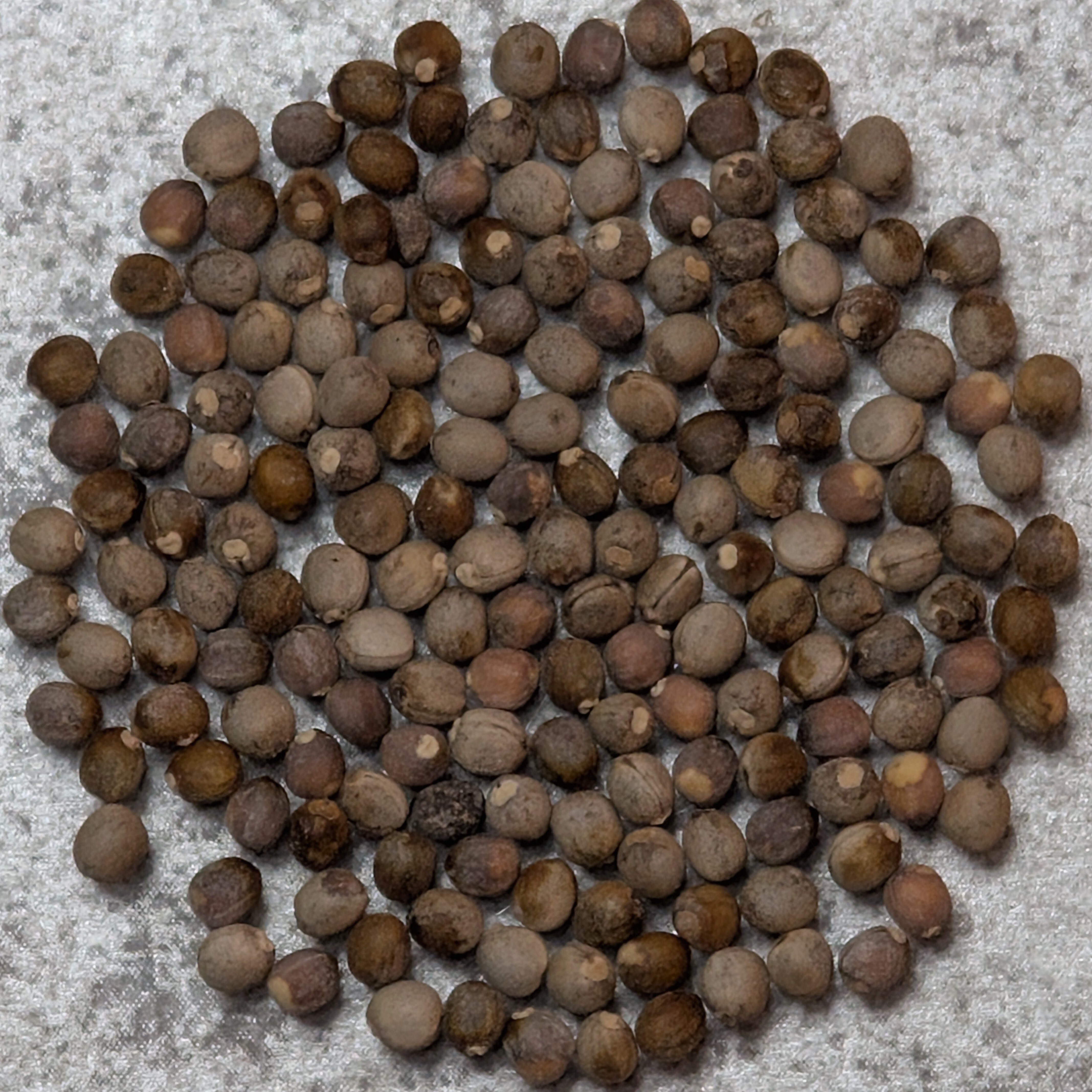 種子】[2026.07入荷] Euphorbia arbuscula(ユーフォルビア