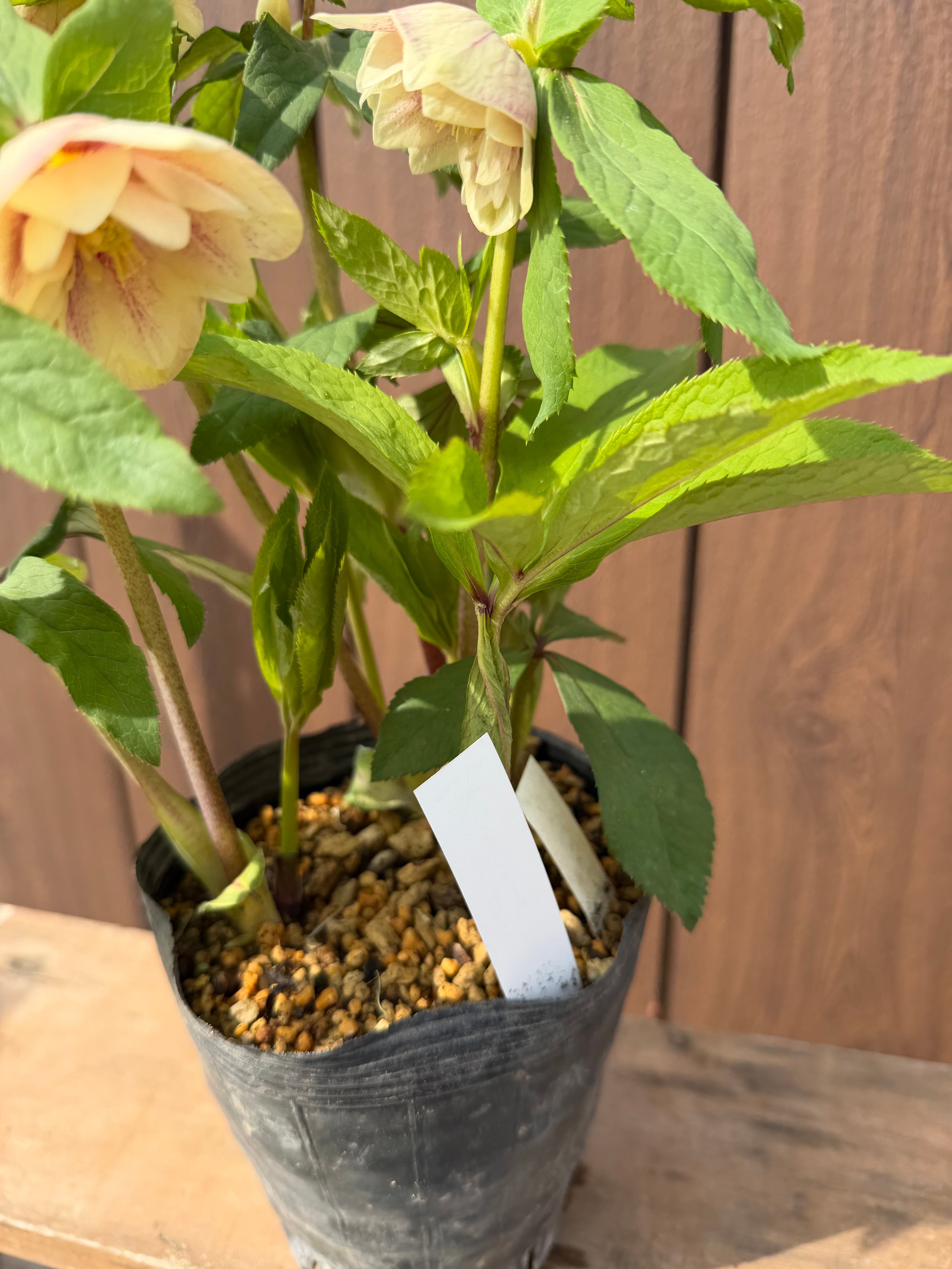 プリマヴェーラゴールド 加藤農園 クリスマスローズ【Ka06】送料無料