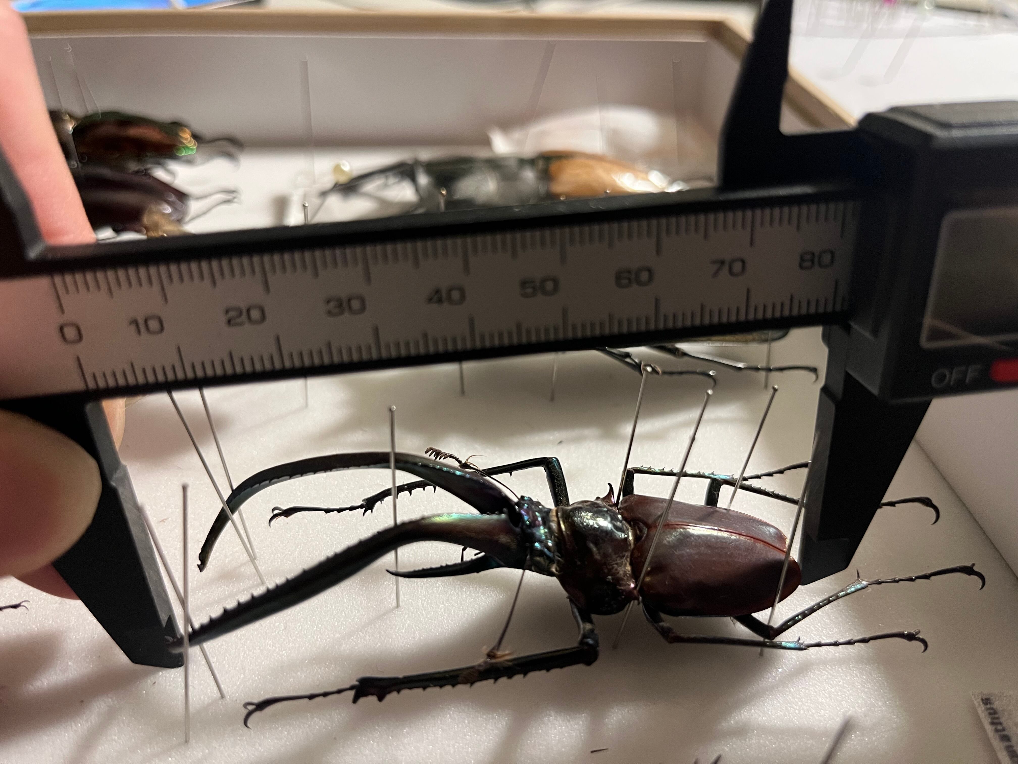 81mm】チリクワガタ メタリフェルホソアカクワガタ Wild 昆虫標本