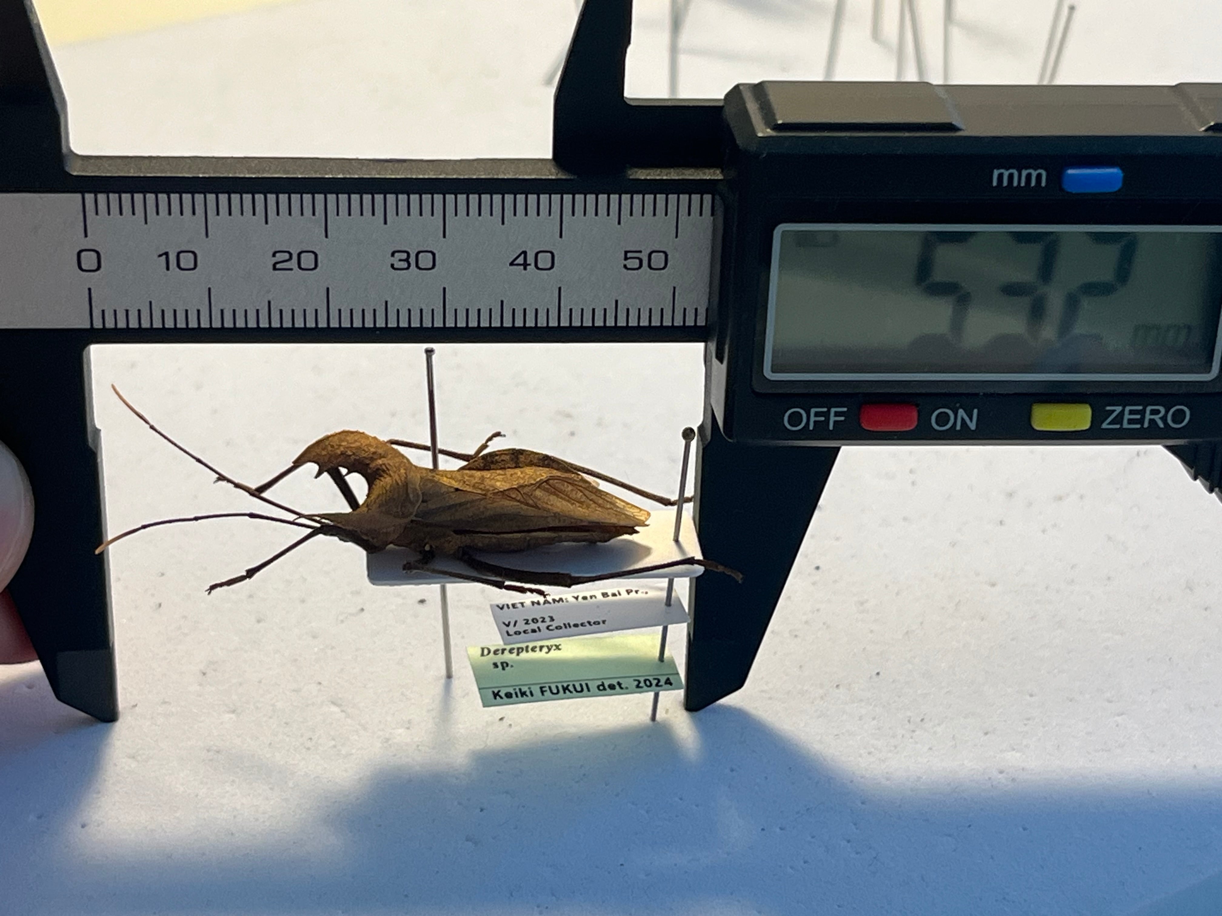 極美展足】オウサマヘリカメムシに酷似のカメムシ サシガメ甲虫昆虫